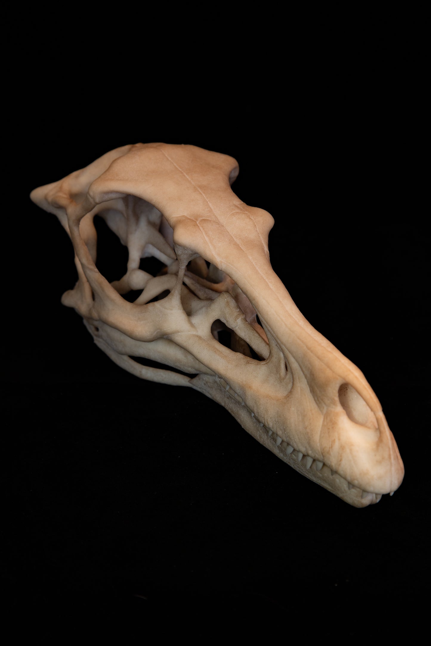 Velociraptor Skull Replica - Natural Bone Finish – Life-Sized Dinosaur Display Piece