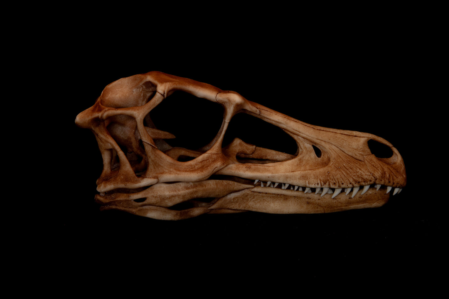 Velociraptor Skull Replica – Life-Sized Dinosaur Display Piece