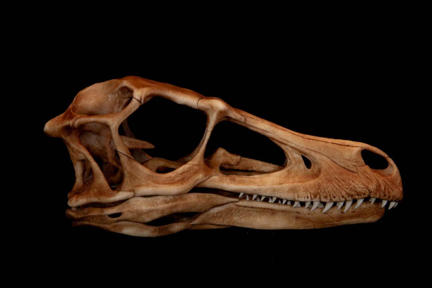 Velociraptor Skull Replica – Life-Sized Dinosaur Display Piece