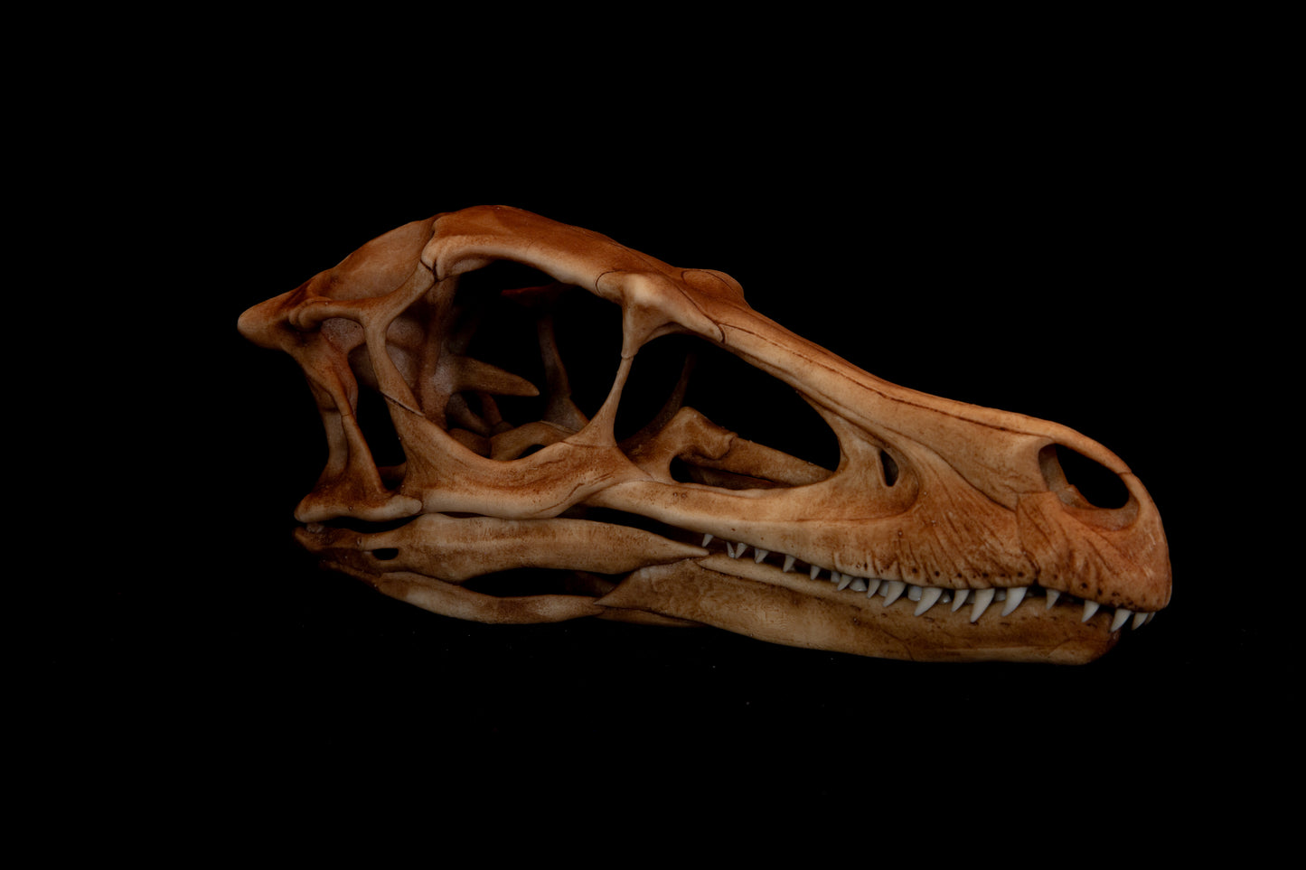 Velociraptor Skull Replica – Life-Sized Dinosaur Display Piece