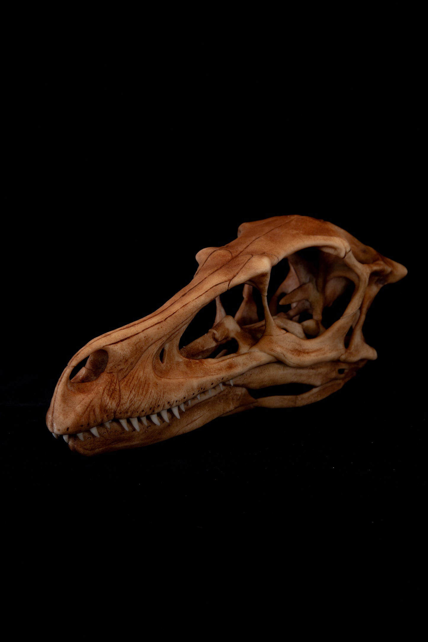 Velociraptor Skull Replica – Life-Sized Dinosaur Display Piece