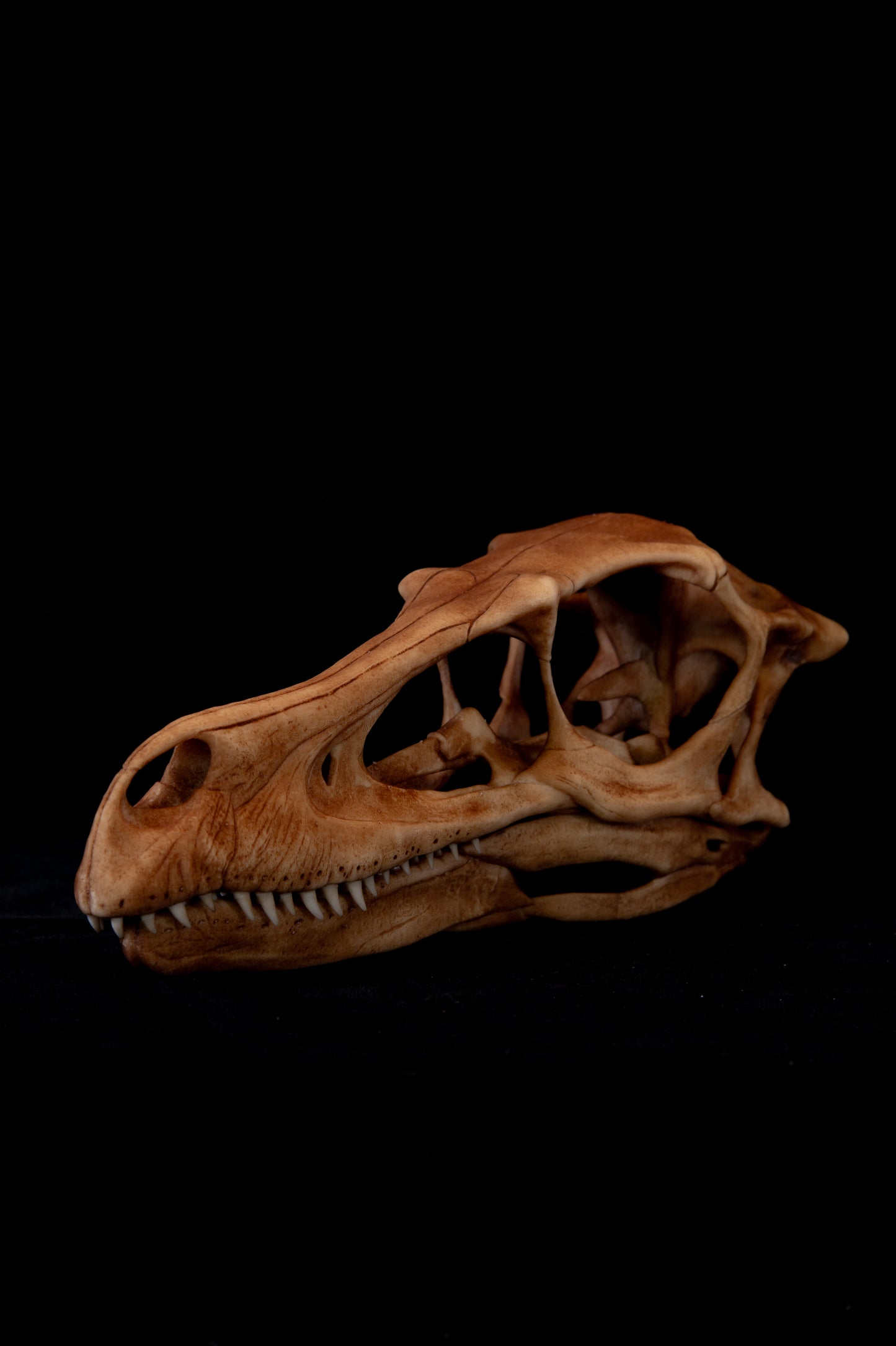 Velociraptor Skull Replica – Life-Sized Dinosaur Display Piece