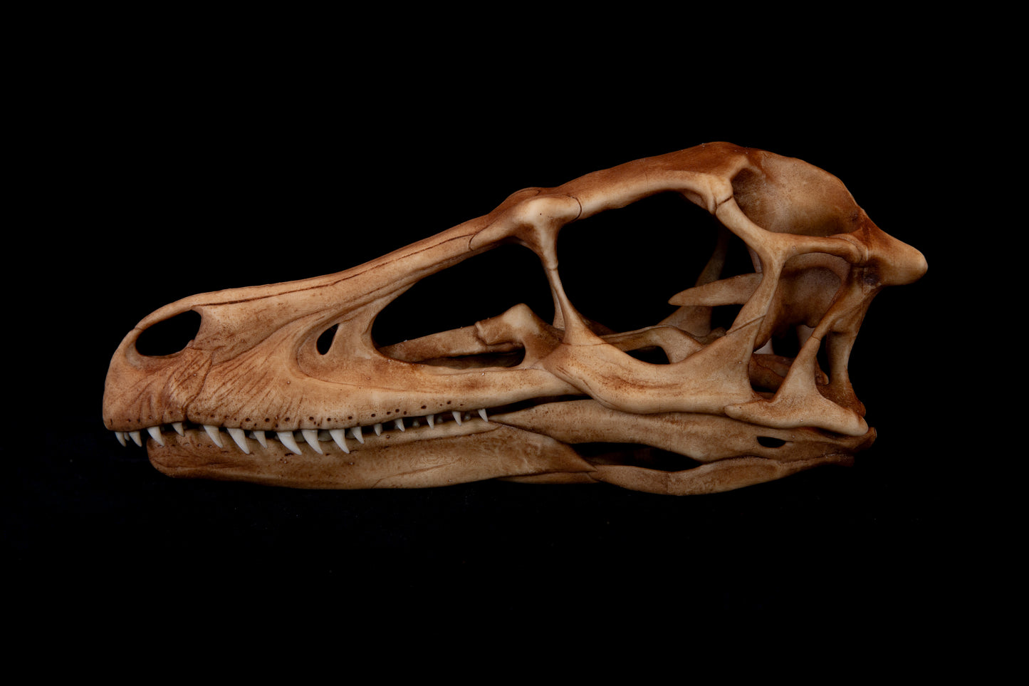 Velociraptor Skull Replica – Life-Sized Dinosaur Display Piece
