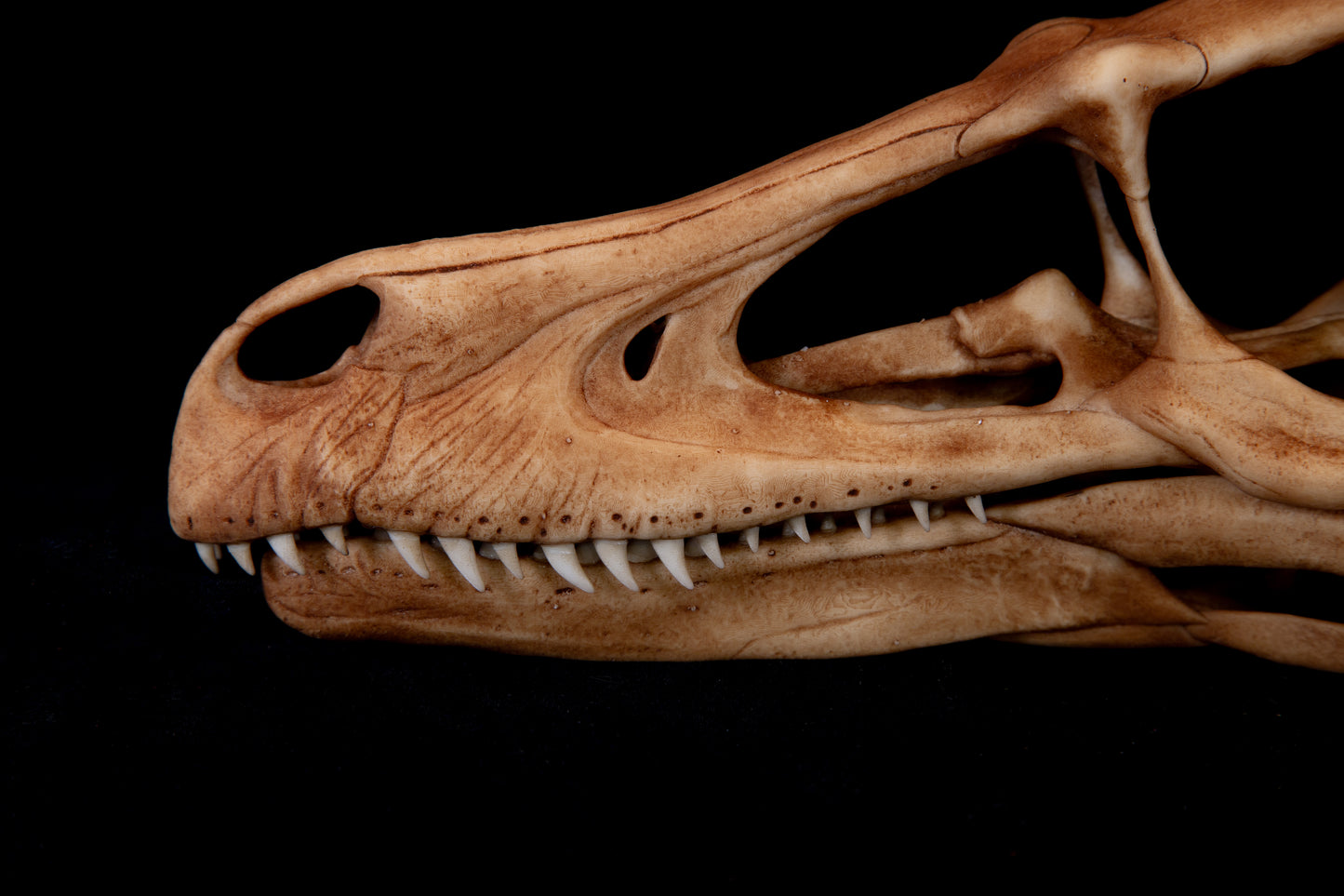 Velociraptor Skull Replica – Life-Sized Dinosaur Display Piece