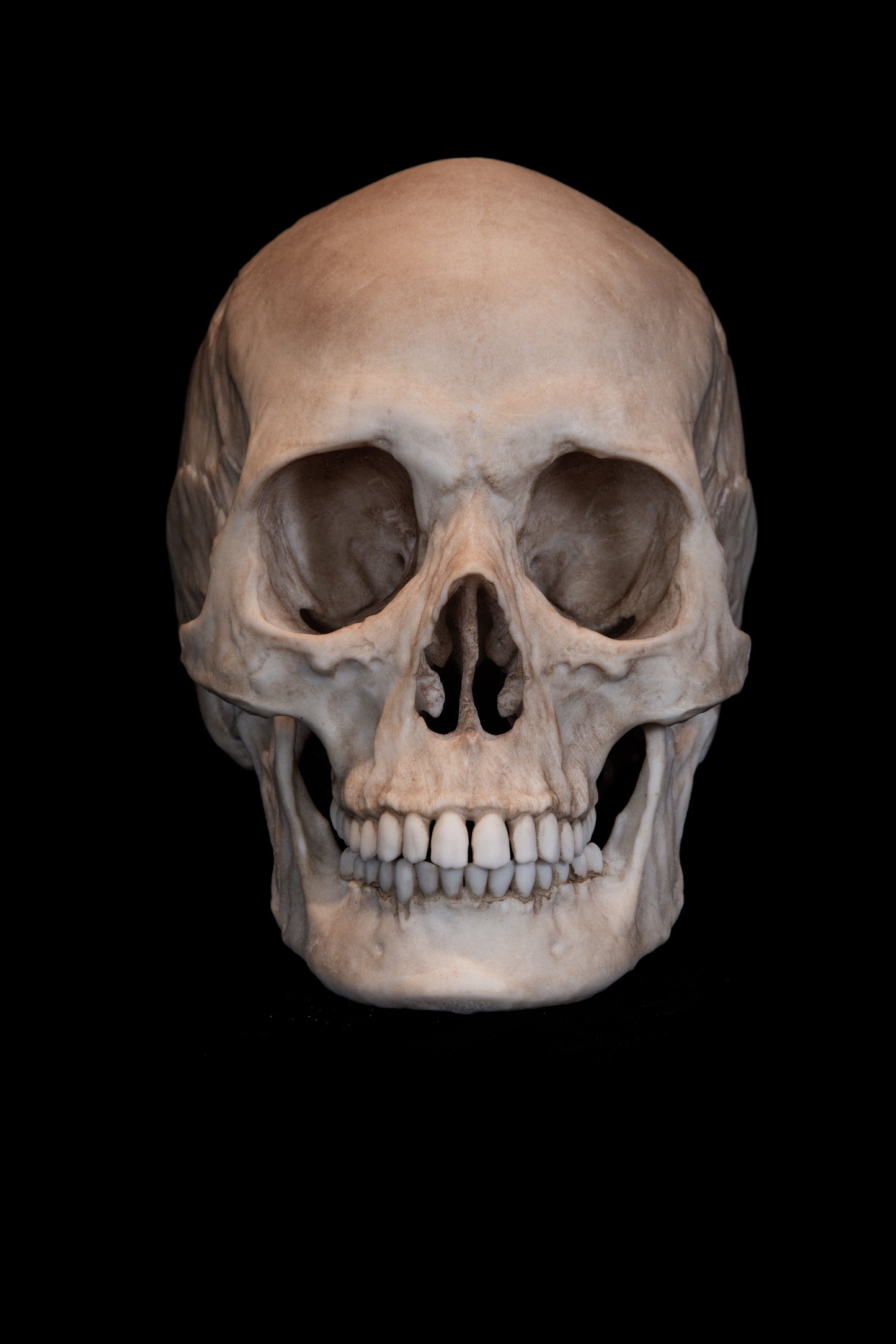Human Female Skull Replica – Life-Sized Anatomical Display Piece