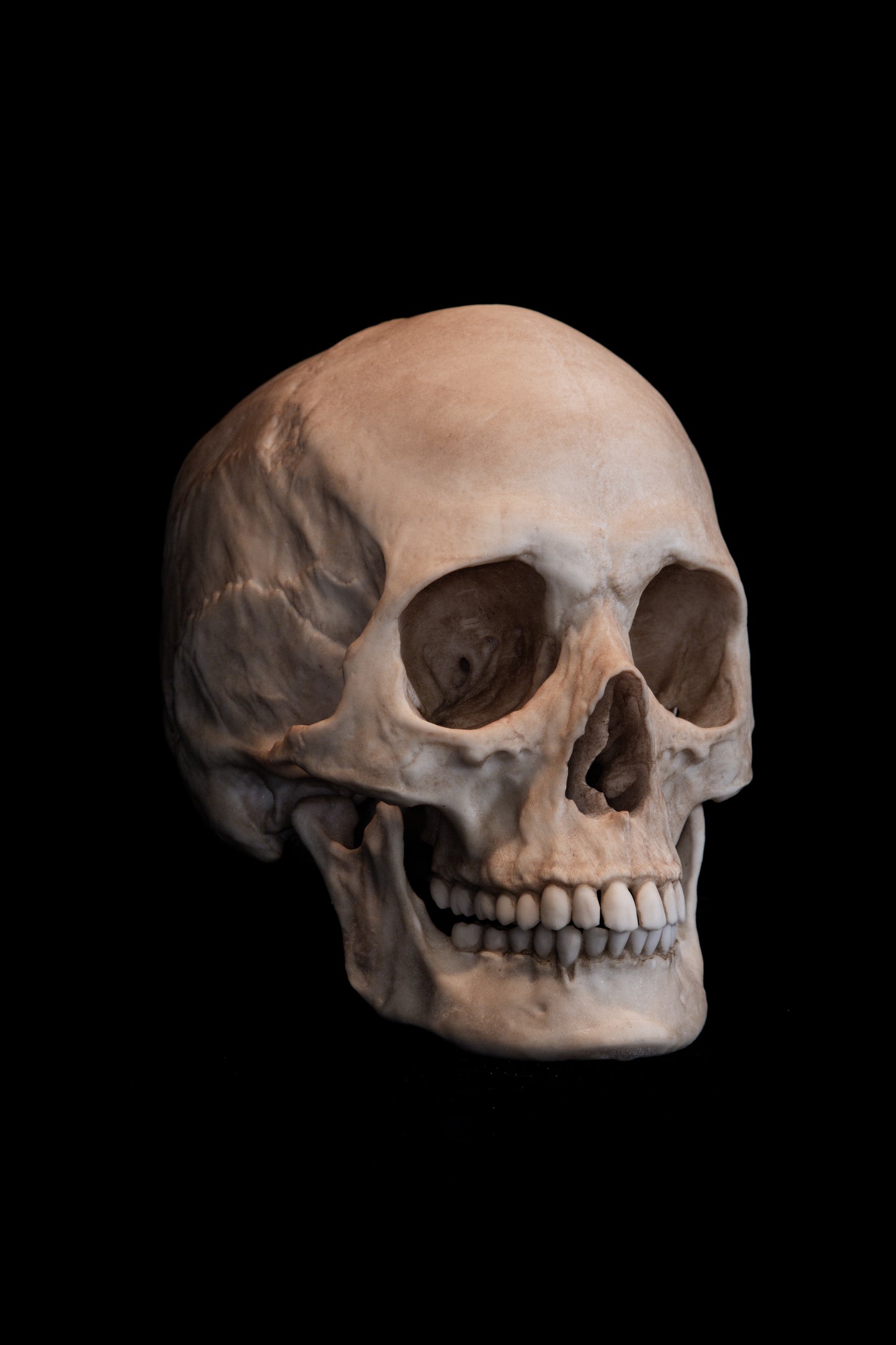 Human Female Skull Replica – Life-Sized Anatomical Display Piece