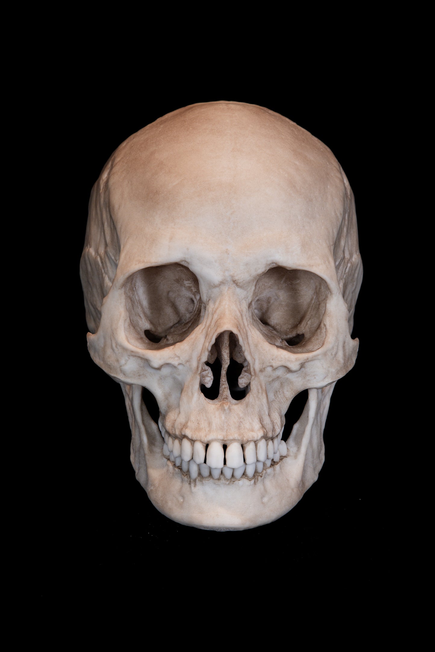 Human Female Skull Replica – Life-Sized Anatomical Display Piece