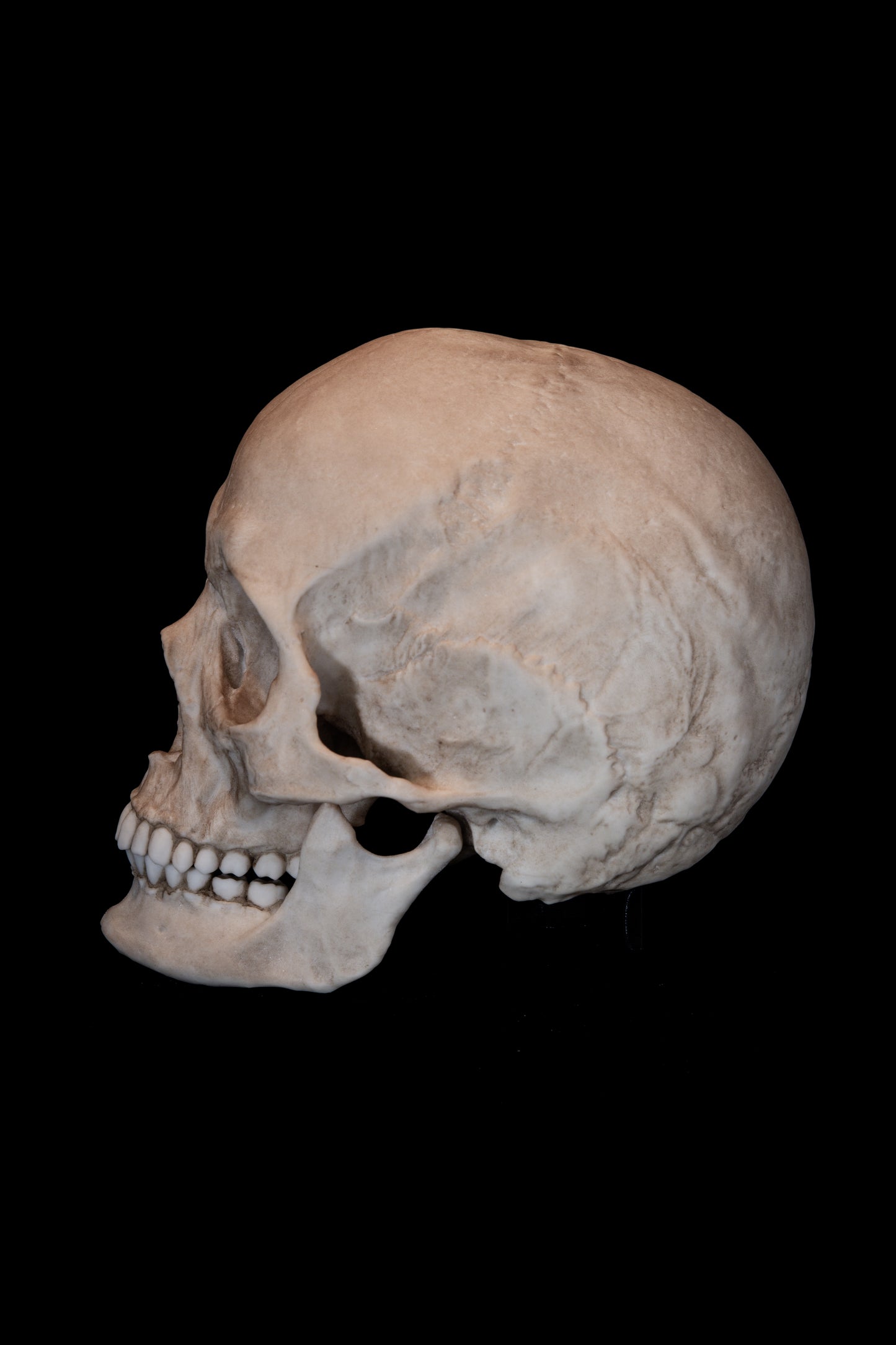 Human Female Skull Replica – Life-Sized Anatomical Display Piece