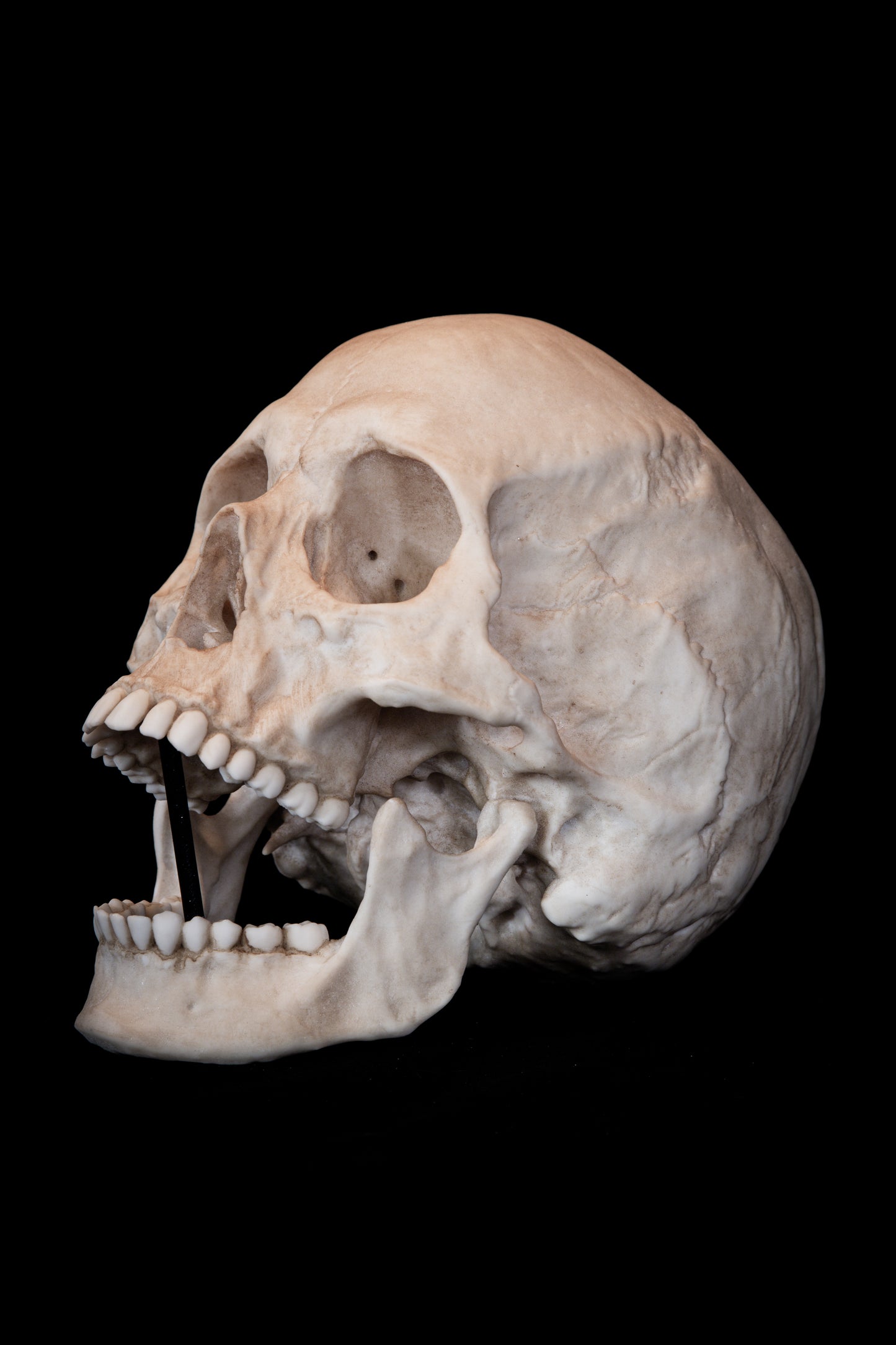 Human Female Skull Replica – Life-Sized Anatomical Display Piece