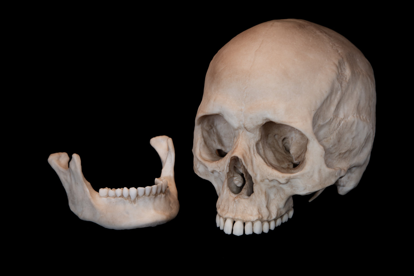 Human Female Skull Replica – Life-Sized Anatomical Display Piece