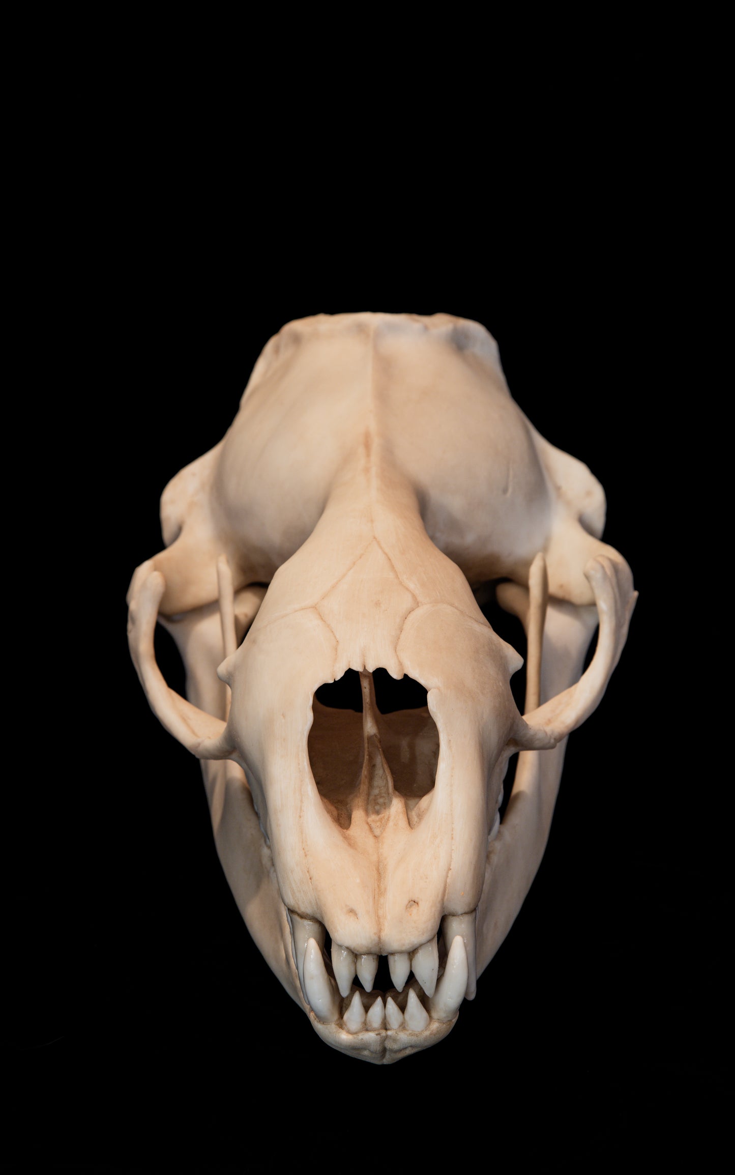 Leopard Seal Skull Replica – Life-Sized Museum-Quality Marine Mammal Skull