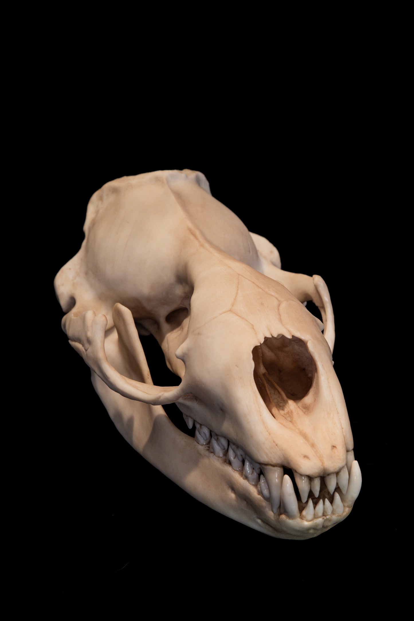 Leopard Seal Skull Replica – Life-Sized Museum-Quality Marine Mammal Skull