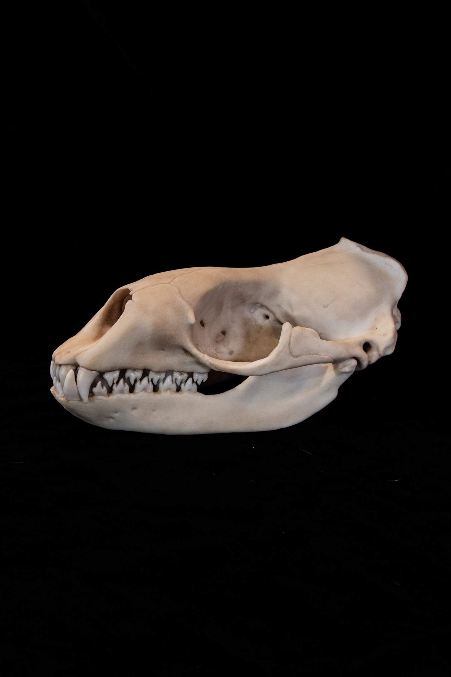 Leopard Seal Skull Replica – Life-Sized Museum-Quality Marine Mammal Skull