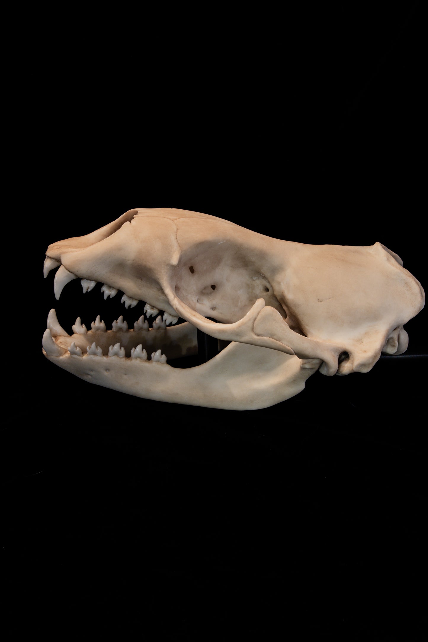 Leopard Seal Skull Replica – Life-Sized Museum-Quality Marine Mammal Skull