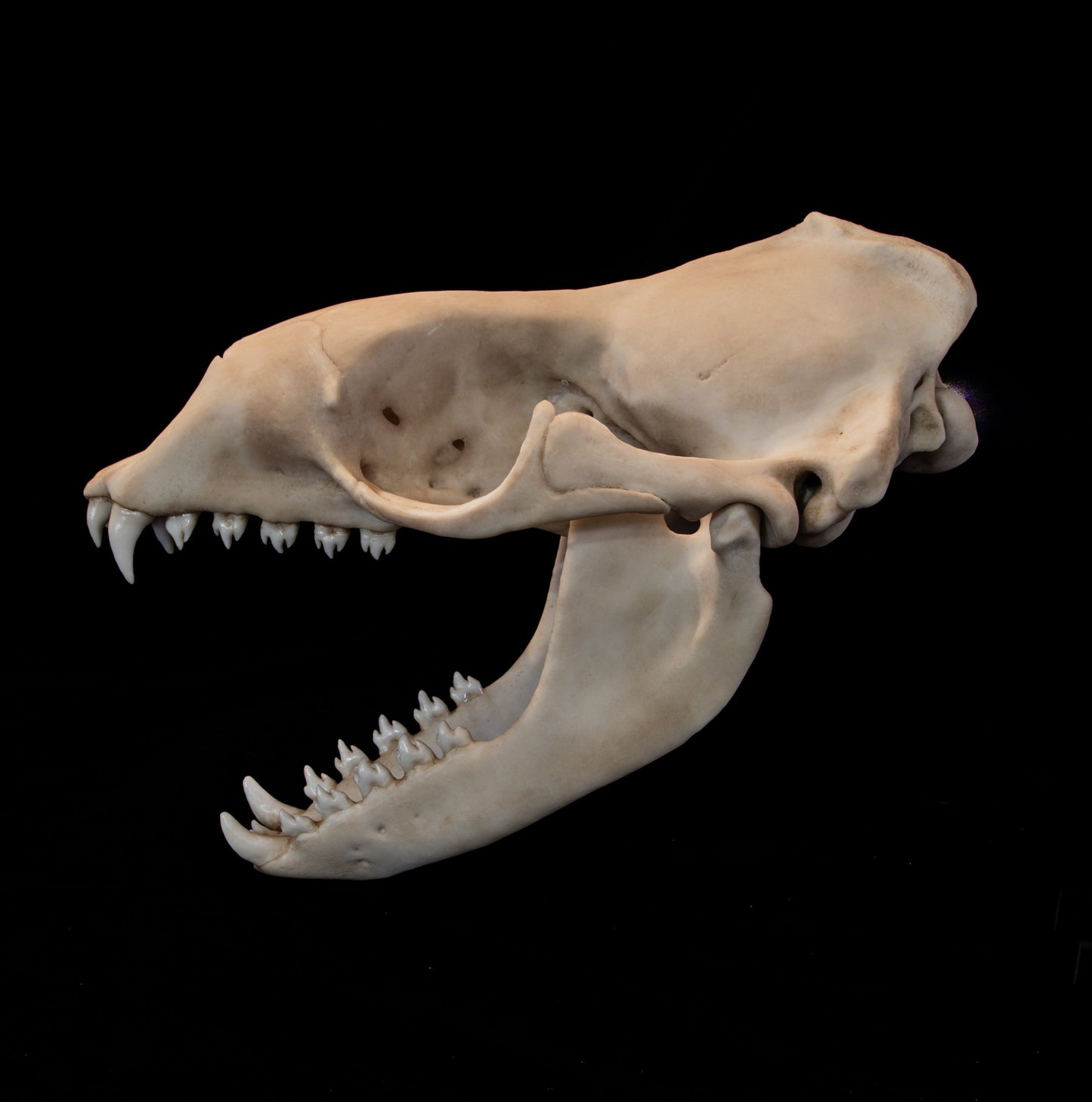 Leopard Seal Skull Replica – Life-Sized Museum-Quality Marine Mammal Skull