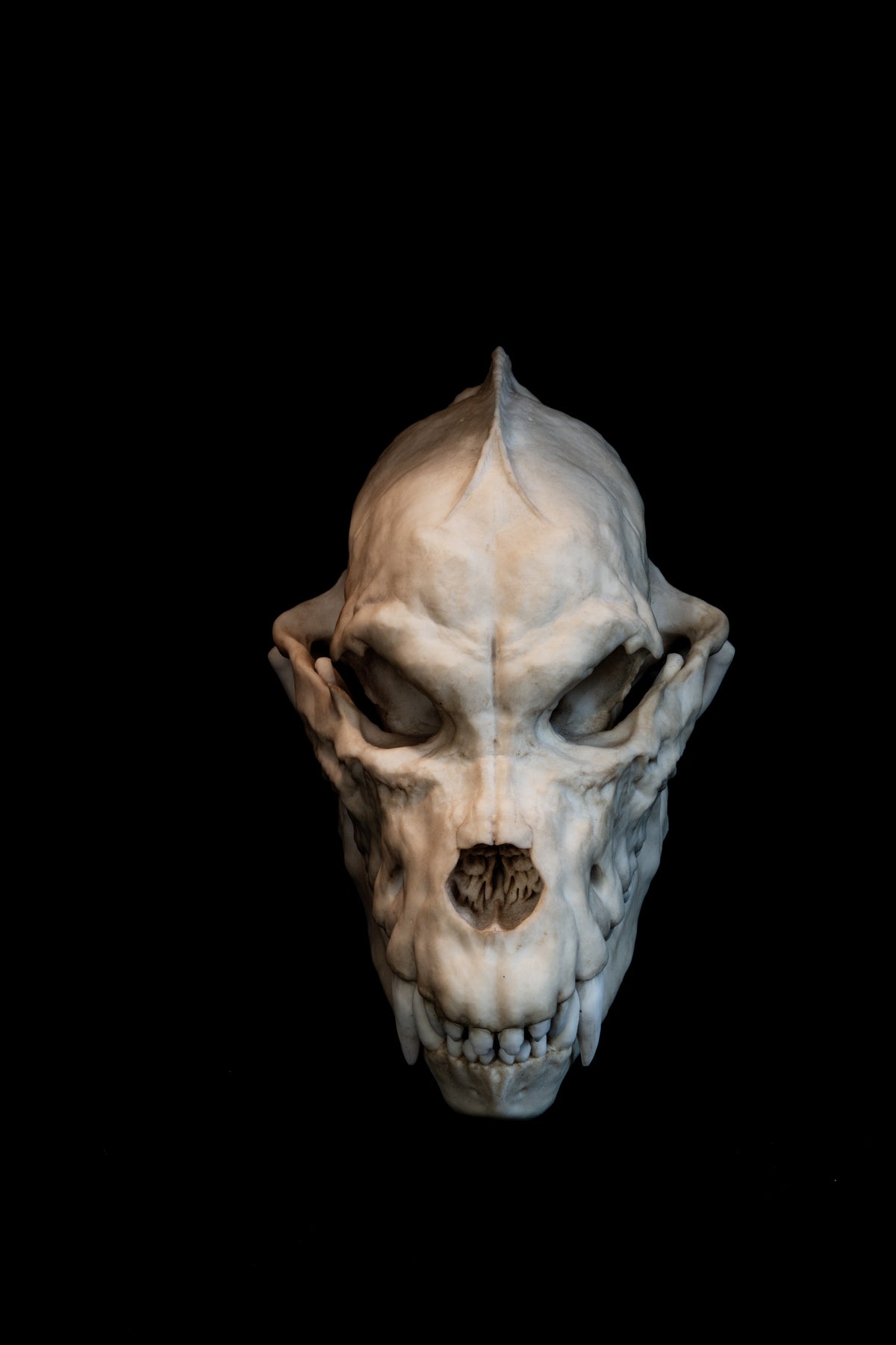 Werewolf Skull Replica – Life-Sized Mythical Display Piece