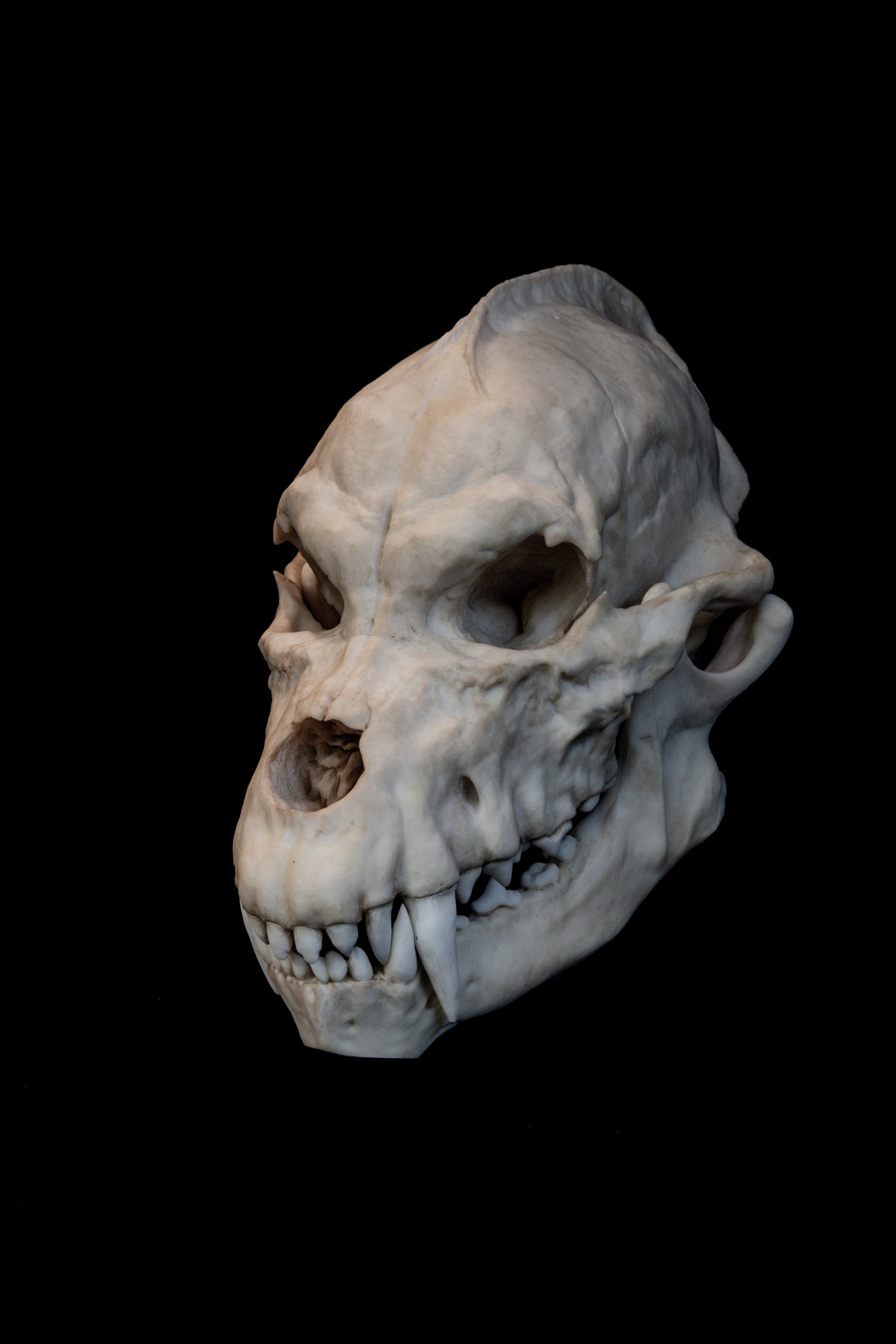Werewolf Skull Replica – Life-Sized Mythical Display Piece