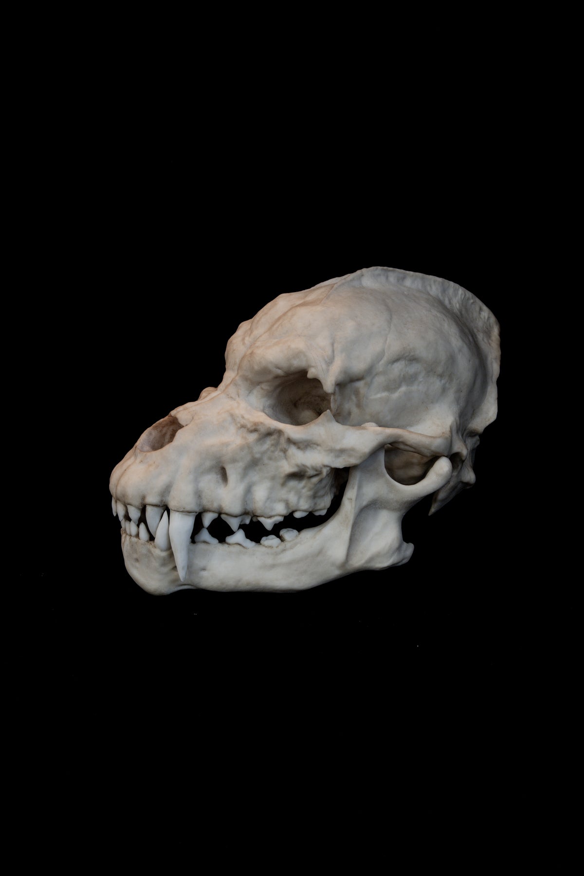 Werewolf Skull Replica – Life-Sized Mythical Display Piece