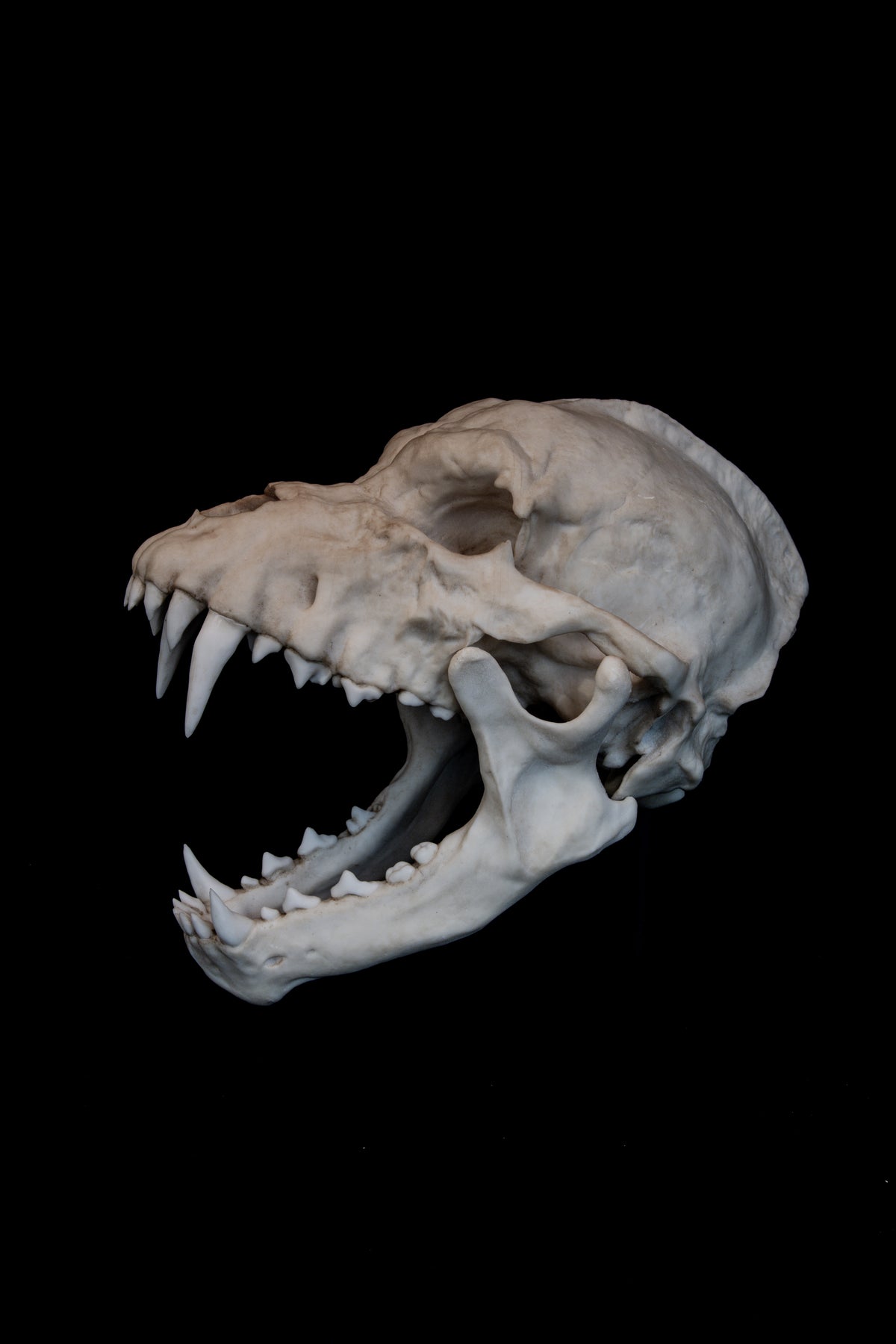 Werewolf Skull Replica – Life-Sized Mythical Display Piece