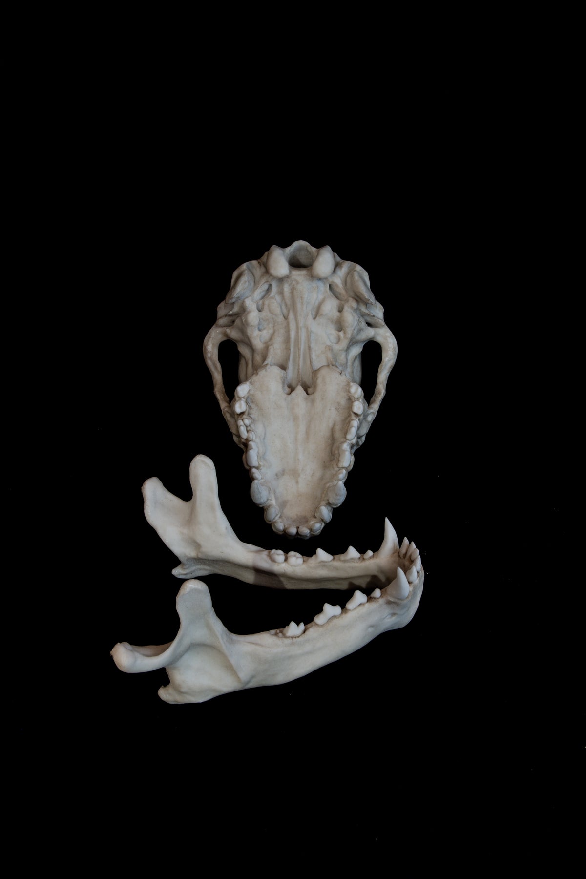 Werewolf Skull Replica – Life-Sized Mythical Display Piece
