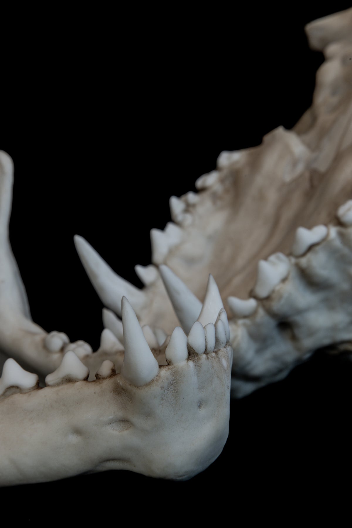 Werewolf Skull Replica – Life-Sized Mythical Display Piece