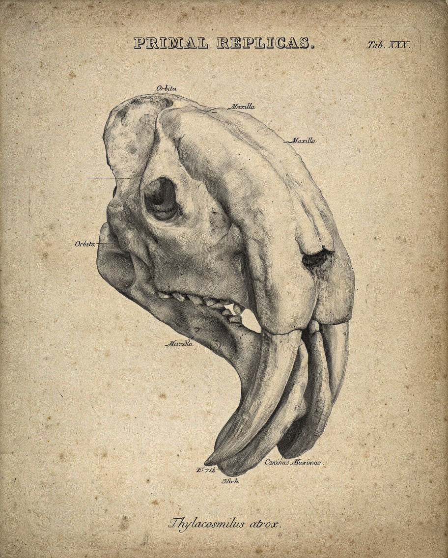 Thylacosmilus atrox Skull Replica with Display Base – Life-Sized Saber-Toothed Marsupial