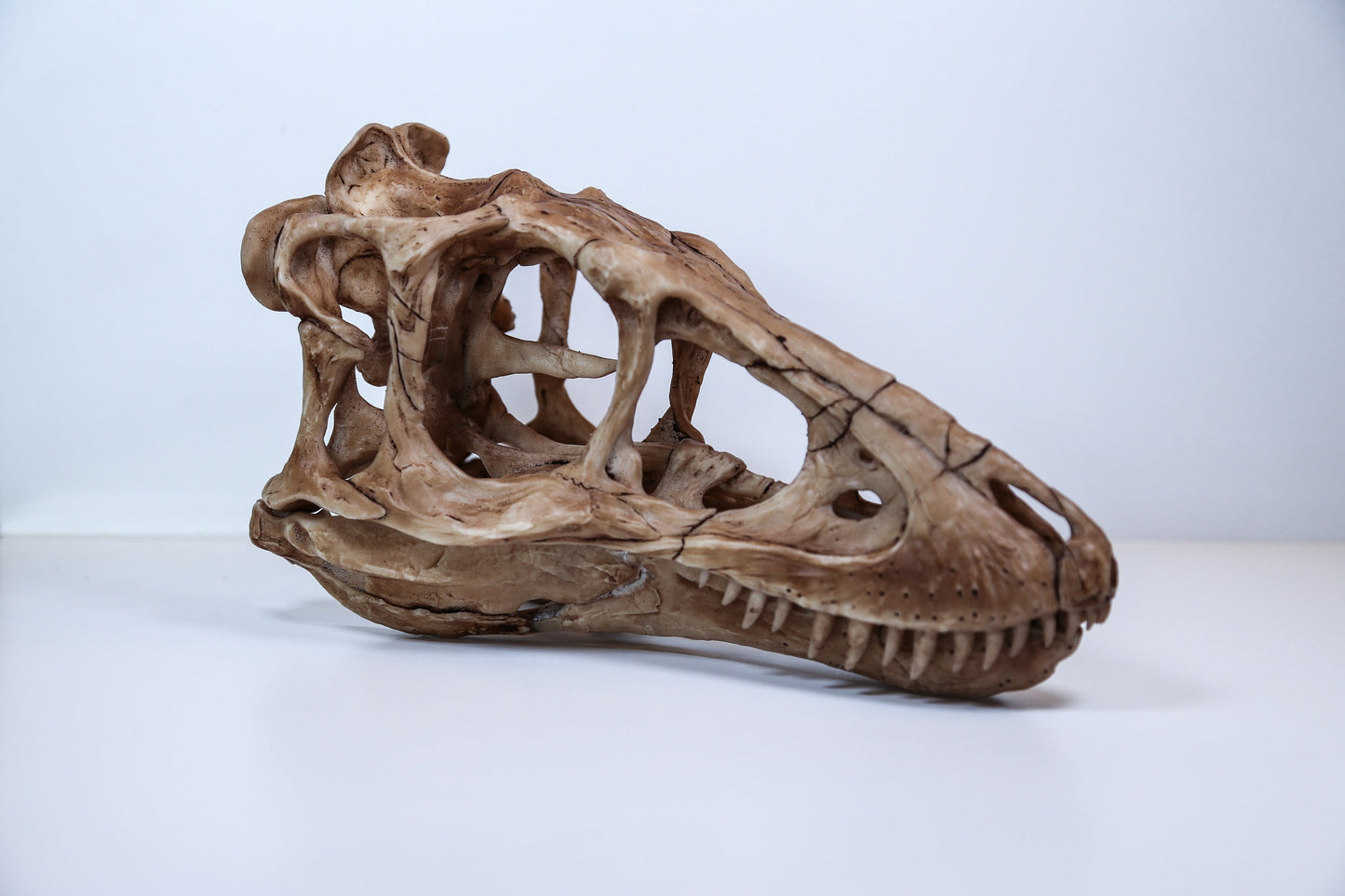 Tyrannosaurus Rex Skull Replica – Dinosaur Display Piece