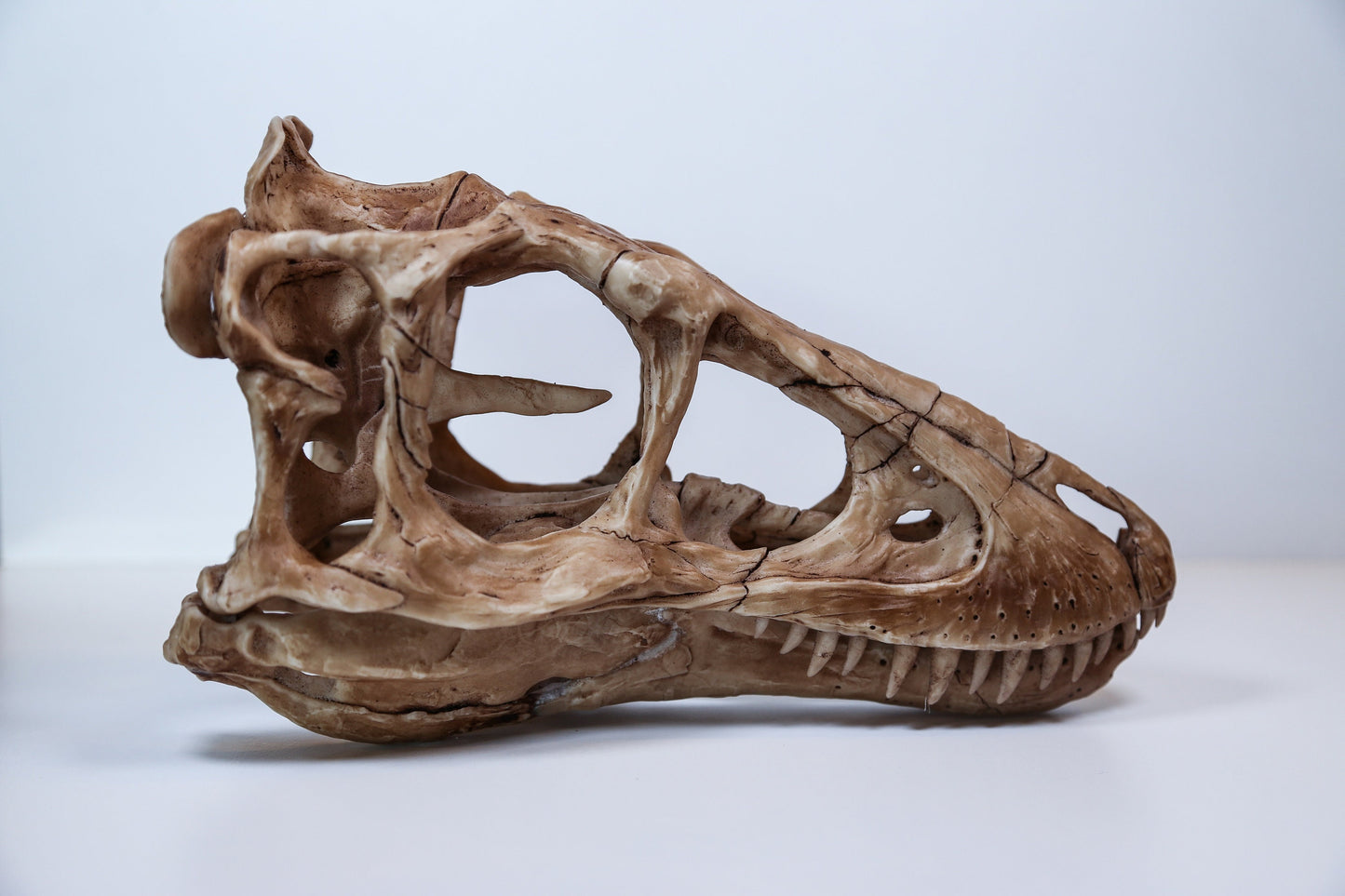 Tyrannosaurus Rex Skull Replica – Dinosaur Display Piece
