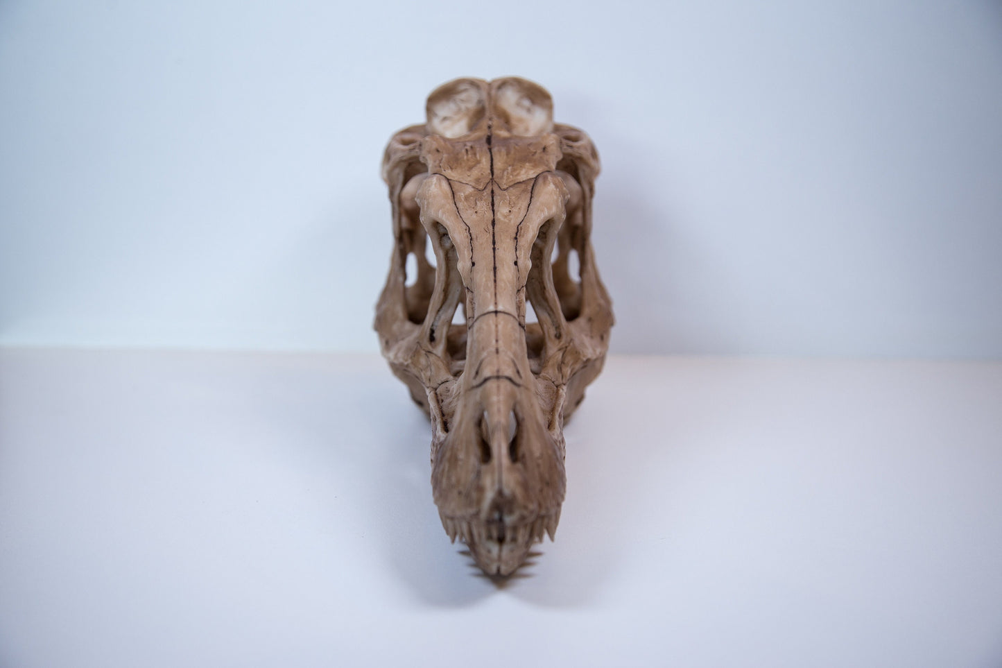 Tyrannosaurus Rex Skull Replica – Dinosaur Display Piece