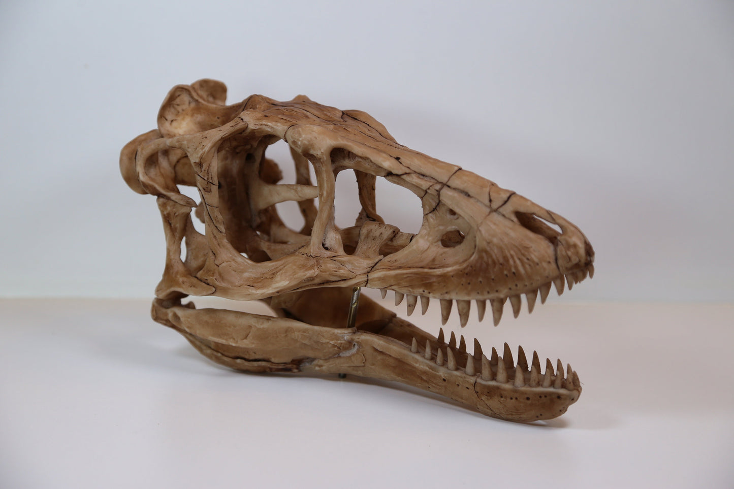 Tyrannosaurus Rex Skull Replica – Dinosaur Display Piece