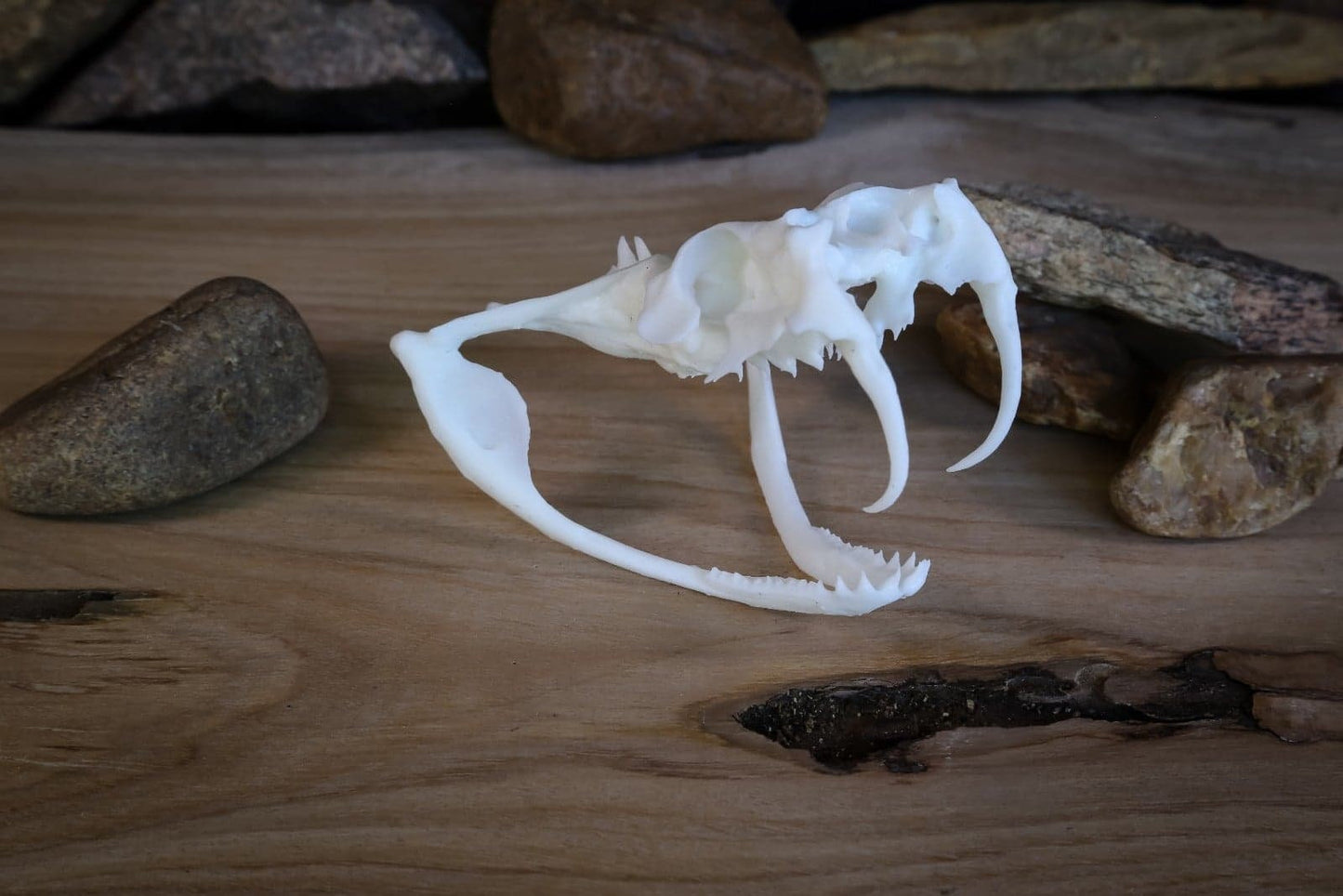 Gaboon Viper Skull Replica – Life-Sized Display Piece