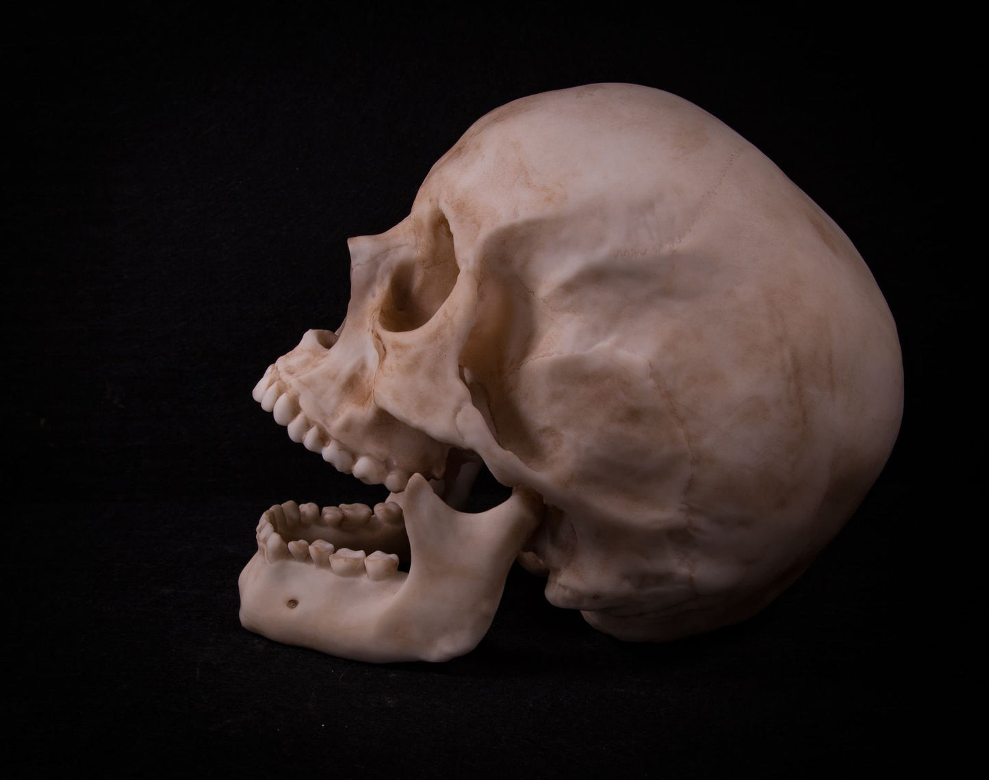 Human Male Skull Replica – Life-Sized Anatomical Display Piece