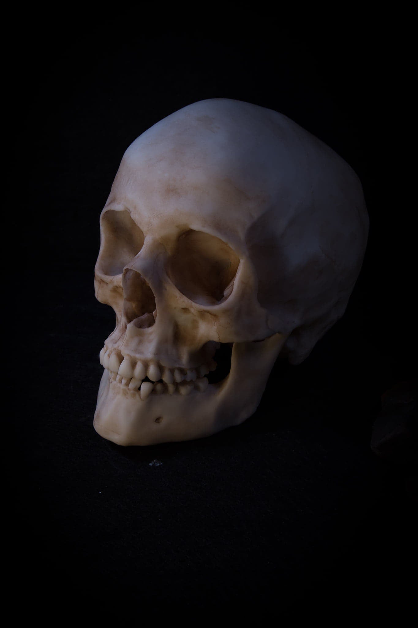 Human Male Skull Replica – Life-Sized Anatomical Display Piece