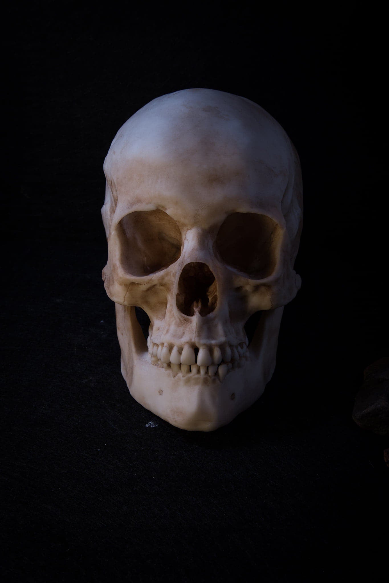 Human Male Skull Replica – Life-Sized Anatomical Display Piece