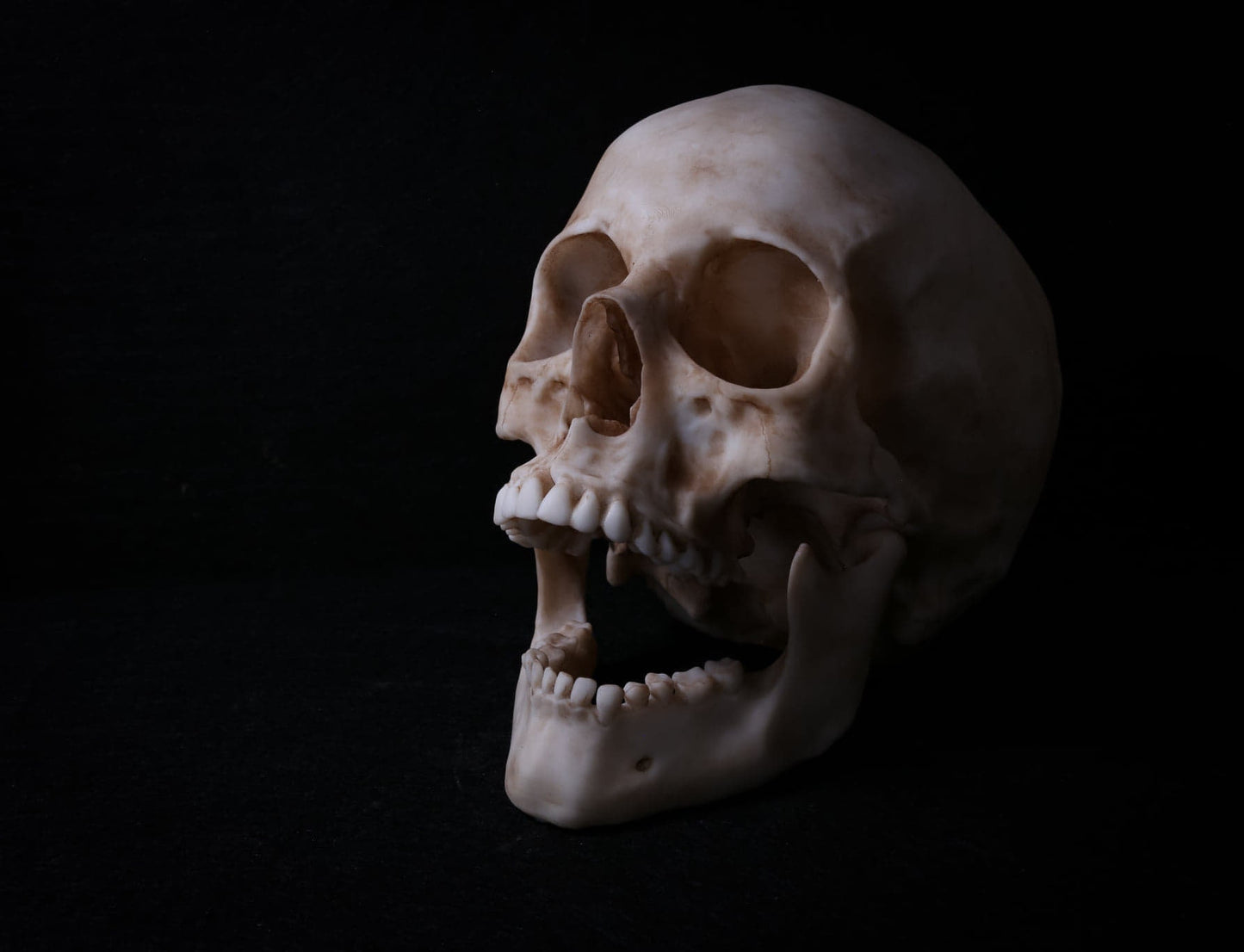 Human Male Skull Replica – Life-Sized Anatomical Display Piece