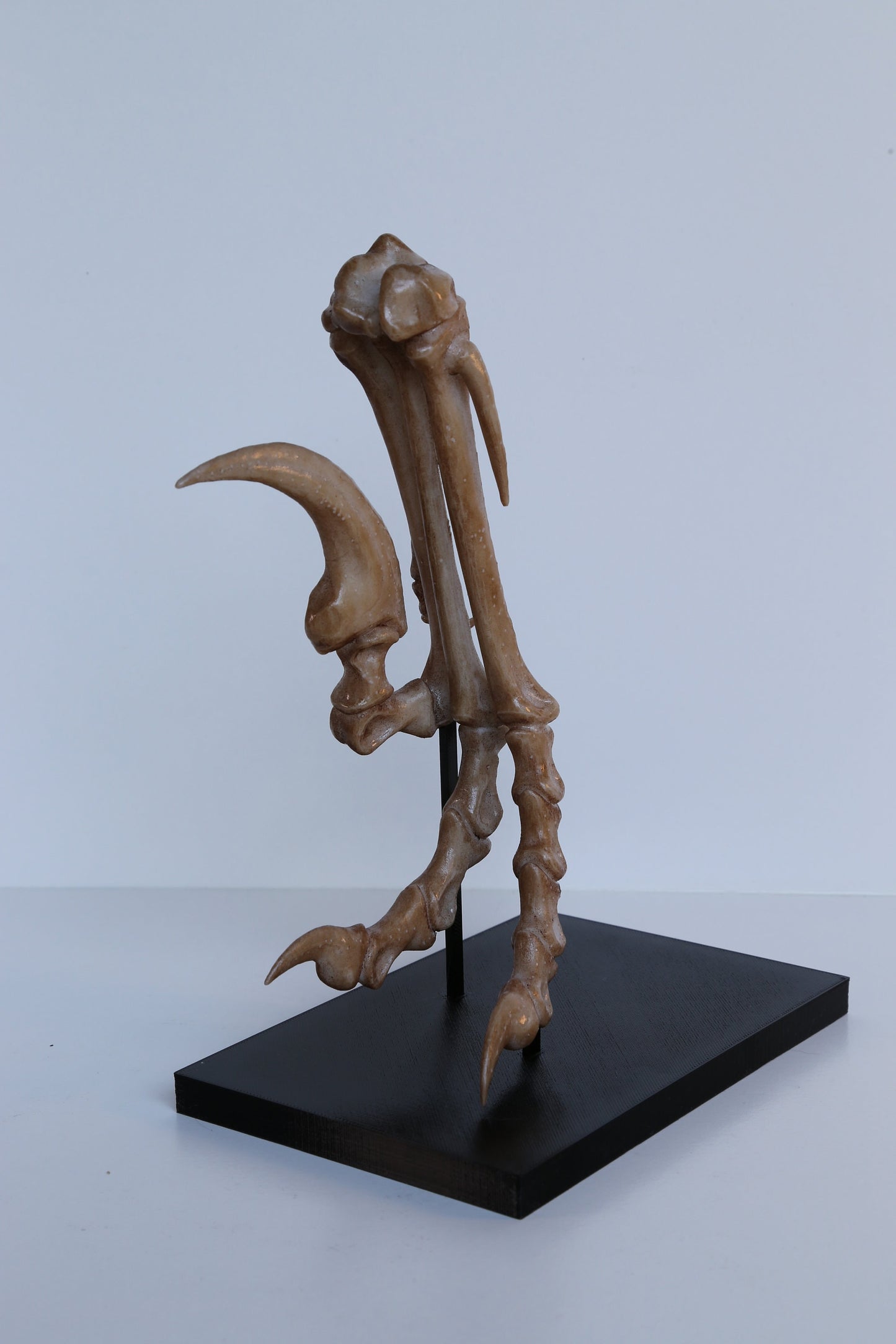 Velociraptor Foot Replica with Display Base – Life-Sized Dinosaur Display Piece