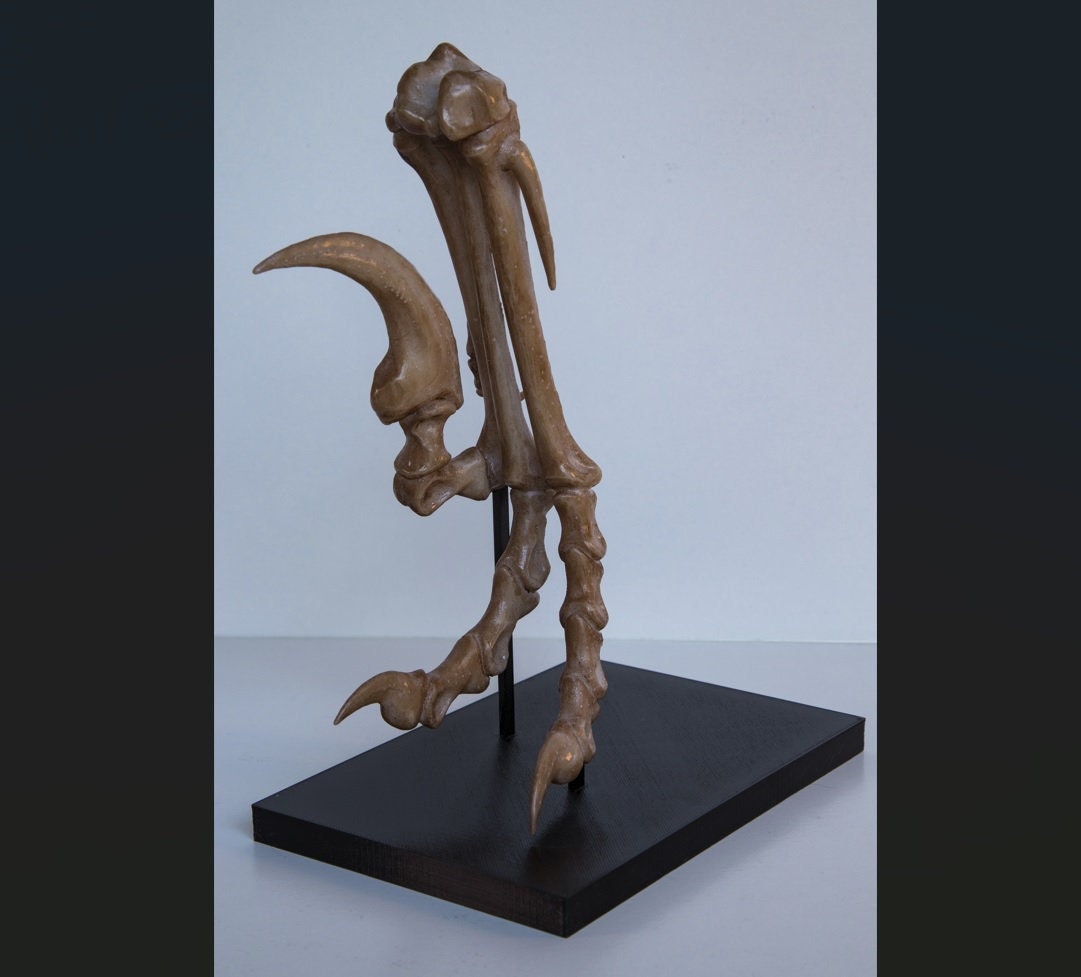 Velociraptor Foot Replica with Display Base – Life-Sized Dinosaur Display Piece