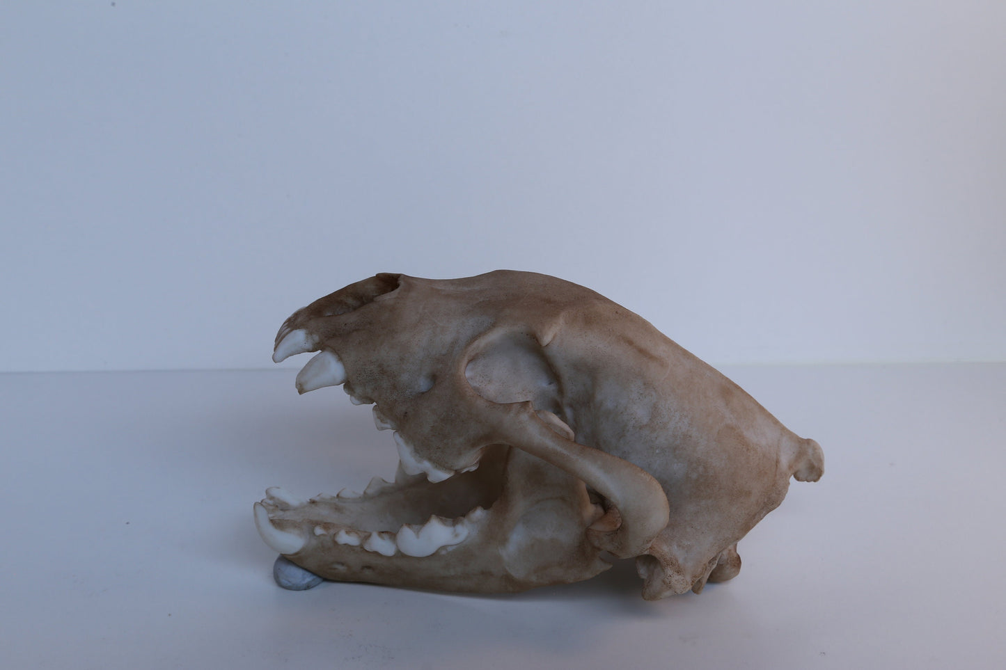 Wolverine Skull Replica – Life-Sized Display Piece