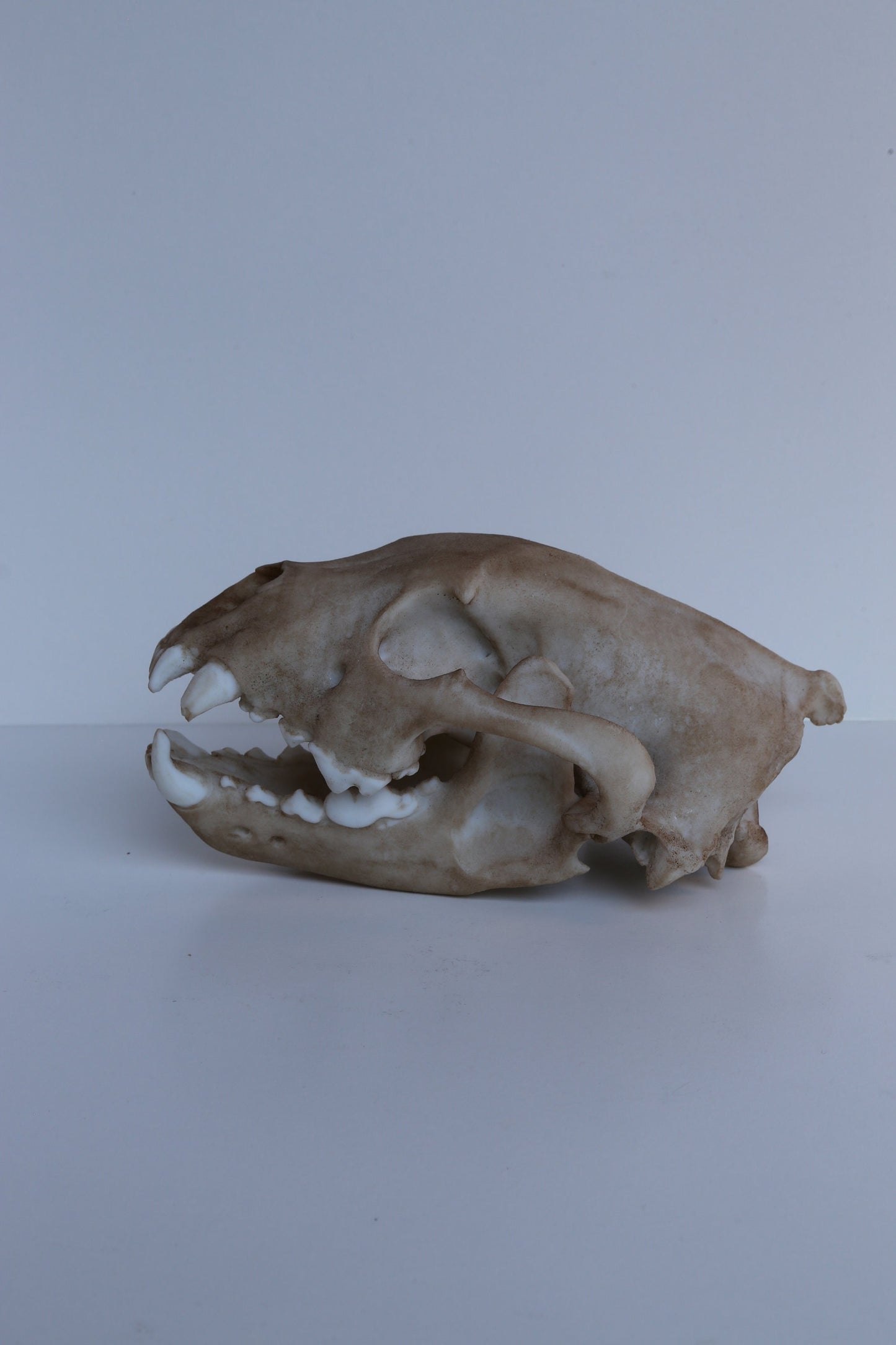 Wolverine Skull Replica – Life-Sized Display Piece