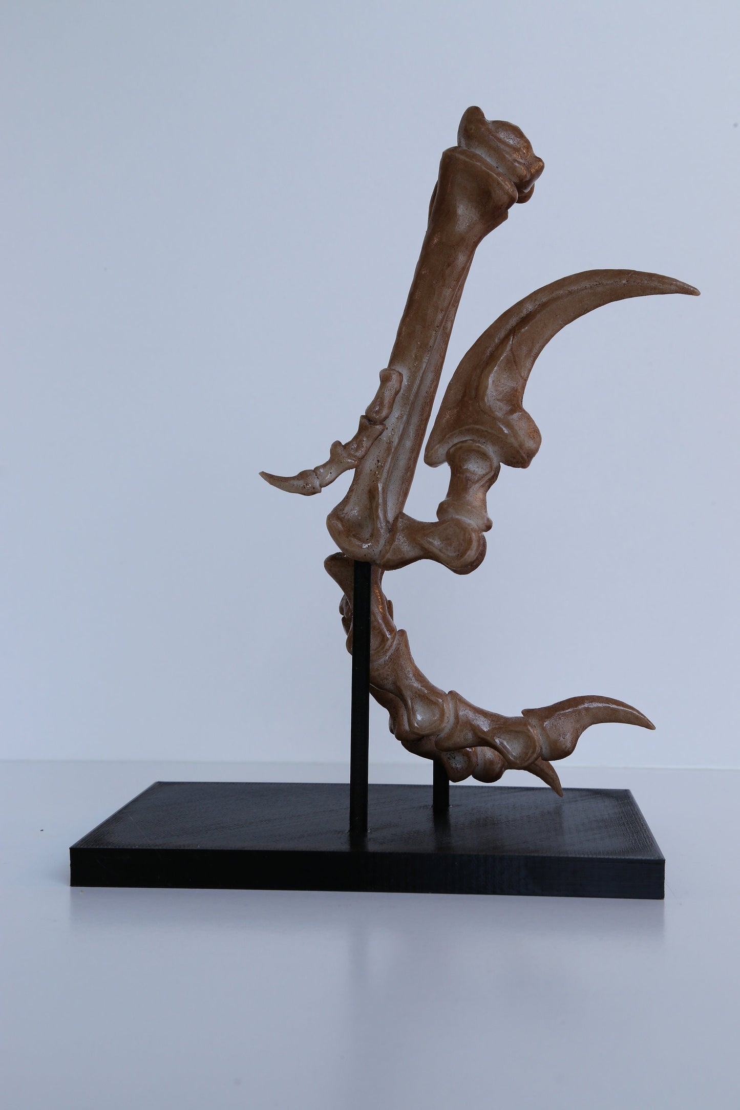 Velociraptor Foot Replica with Display Base – Life-Sized Dinosaur Display Piece