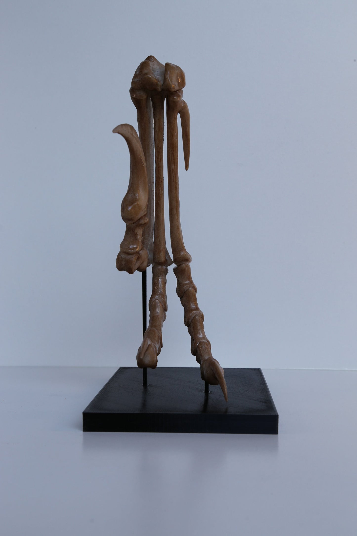 Velociraptor Foot Replica with Display Base – Life-Sized Dinosaur Display Piece