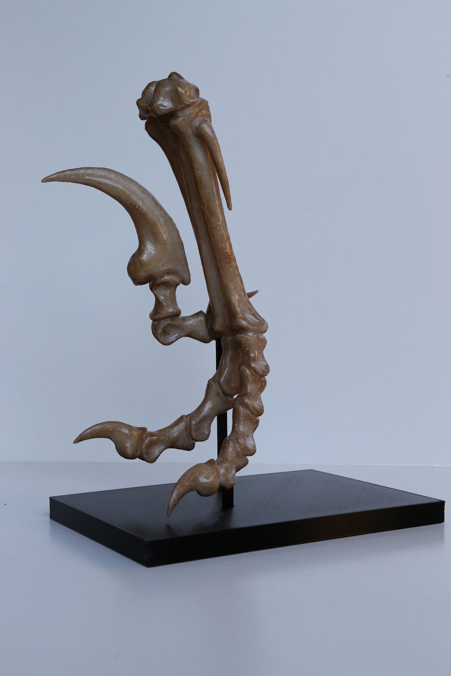 Velociraptor Foot Replica with Display Base – Life-Sized Dinosaur Display Piece