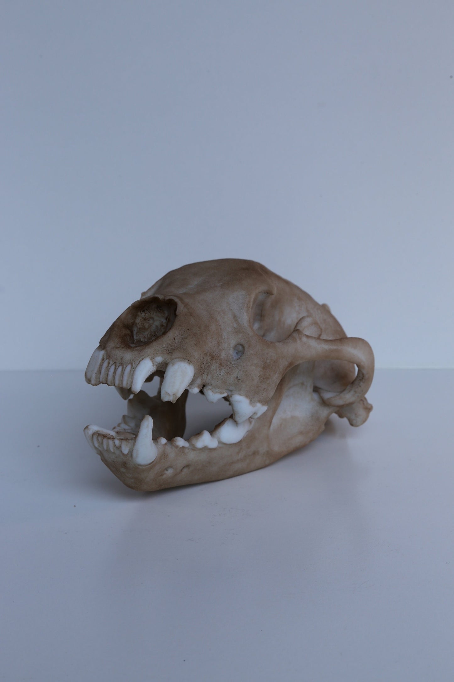 Wolverine Skull Replica – Life-Sized Display Piece