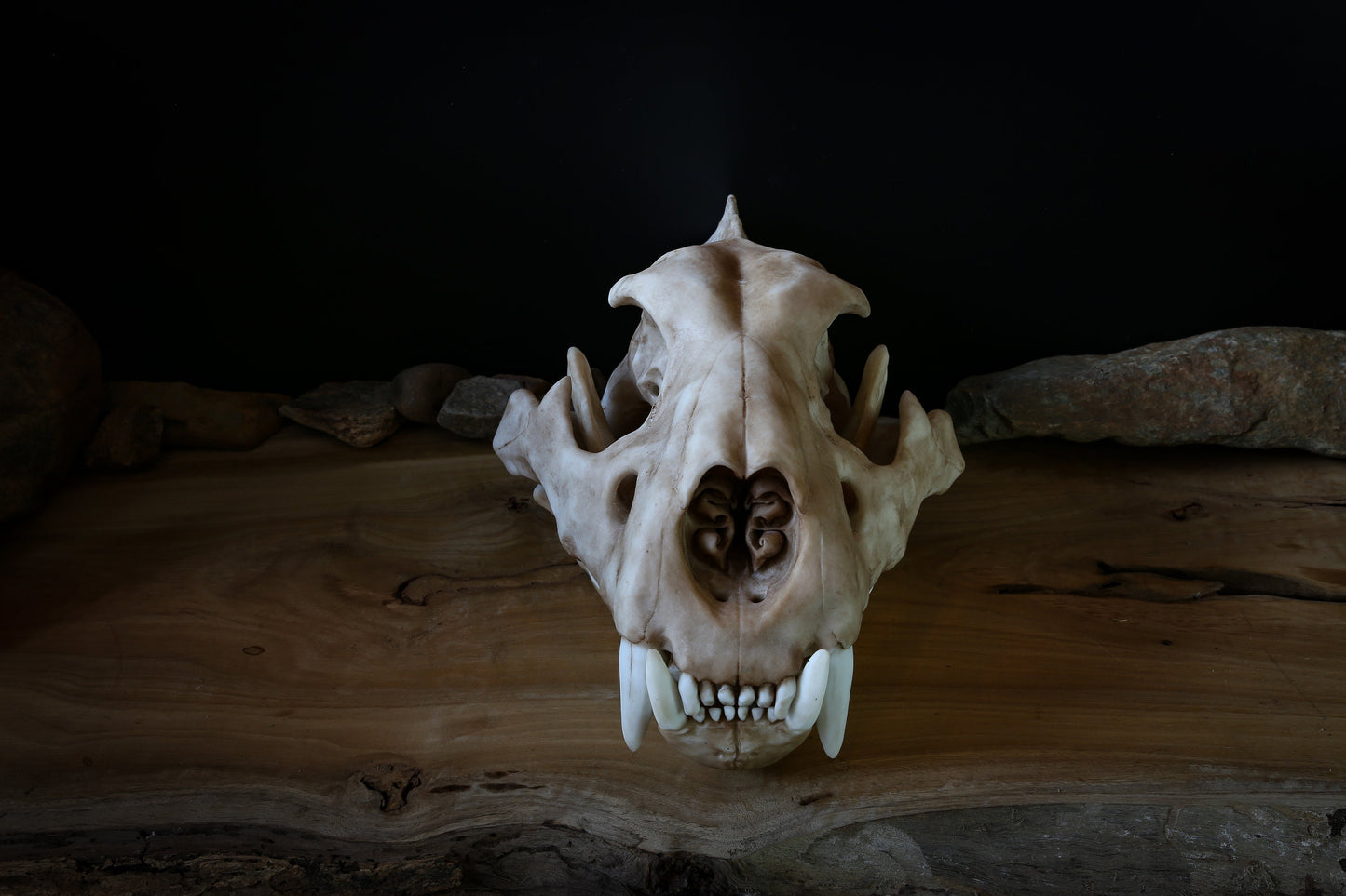 Adult Lion Skull Replica – Large Life-Sized Display Piece