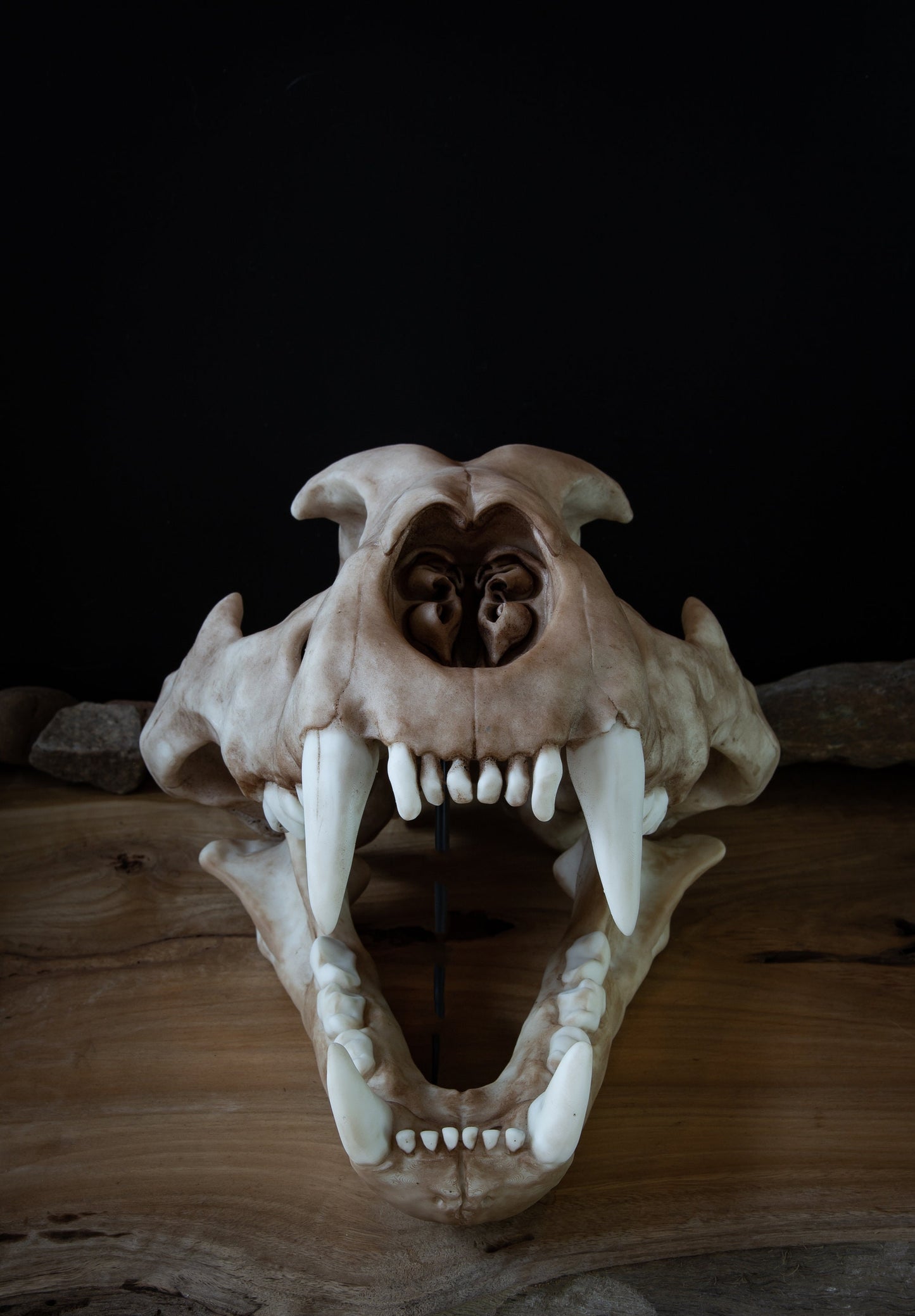 Adult Lion Skull Replica – Large Life-Sized Display Piece