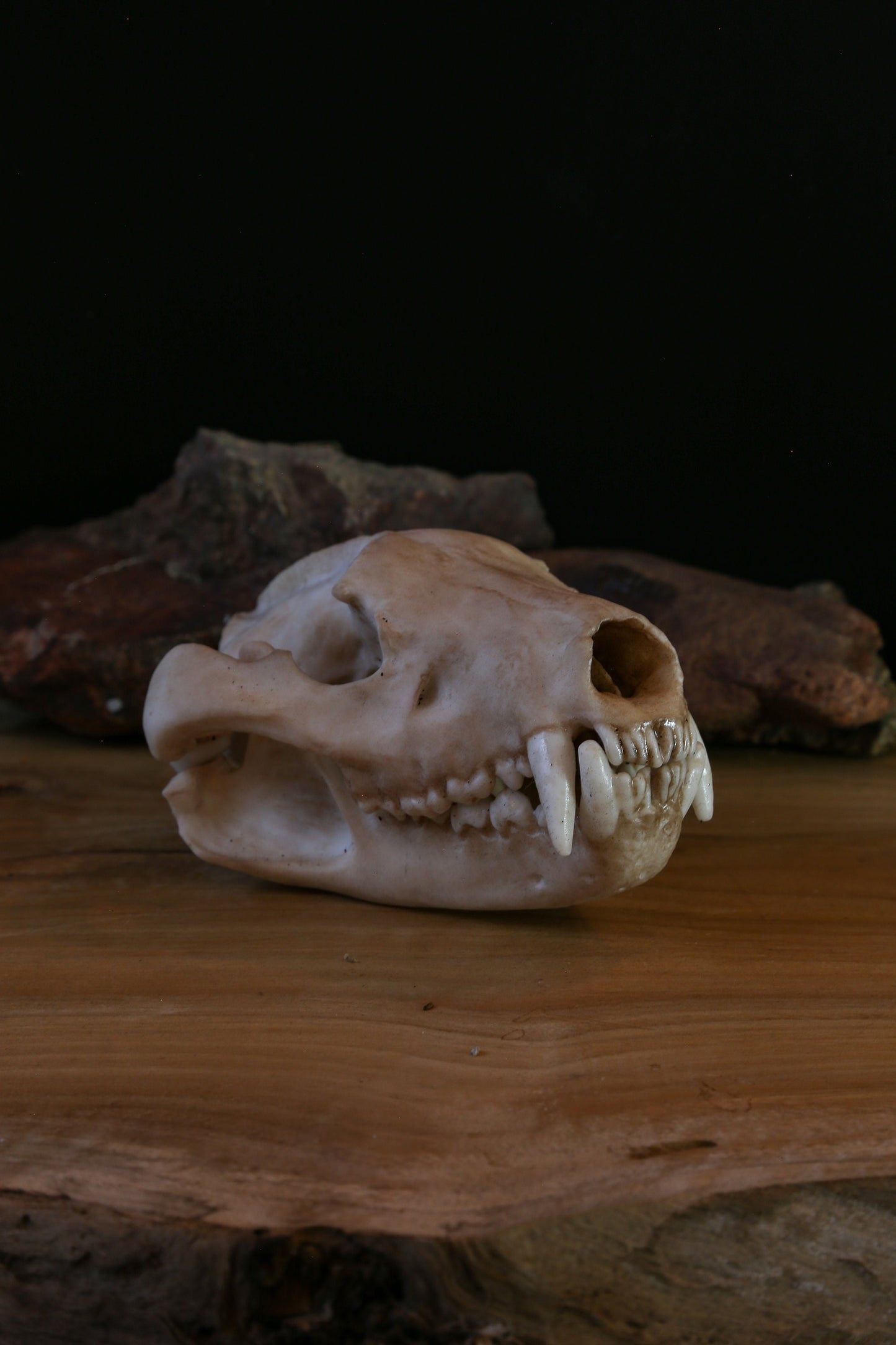 Tasmanian Devil Skull Replica – Life-Sized Display Piece