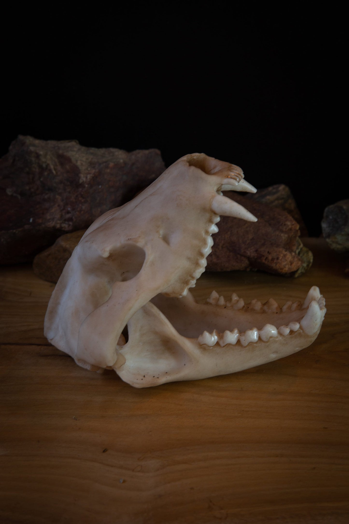 Tasmanian Devil Skull Replica – Life-Sized Display Piece