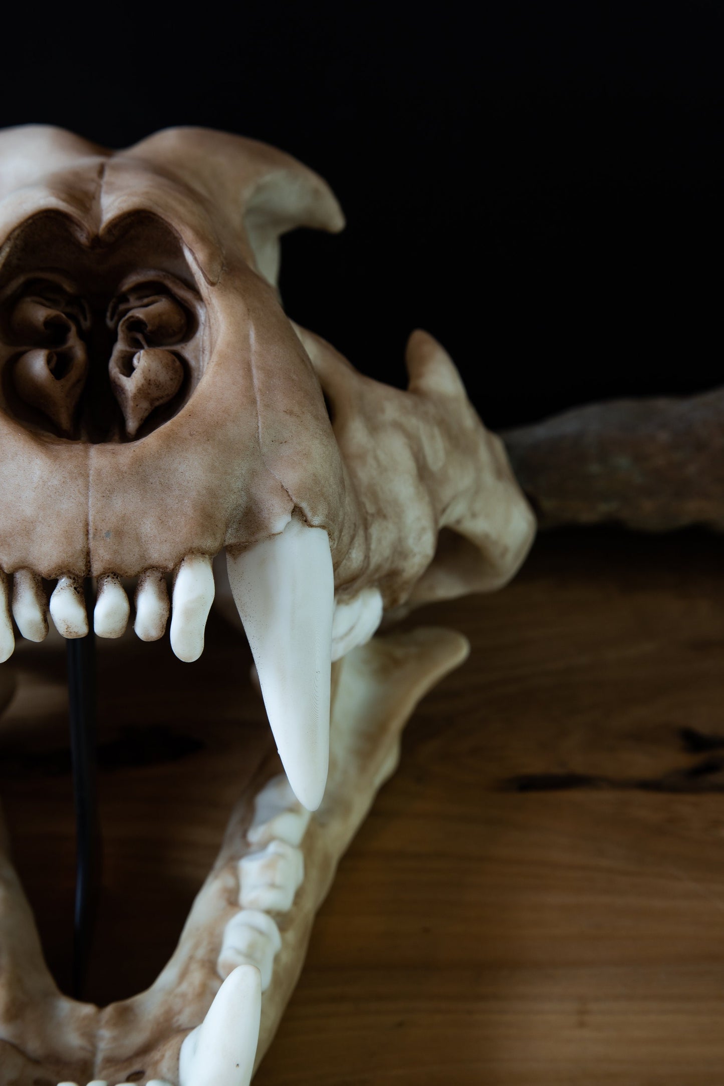 Adult Lion Skull Replica – Large Life-Sized Display Piece