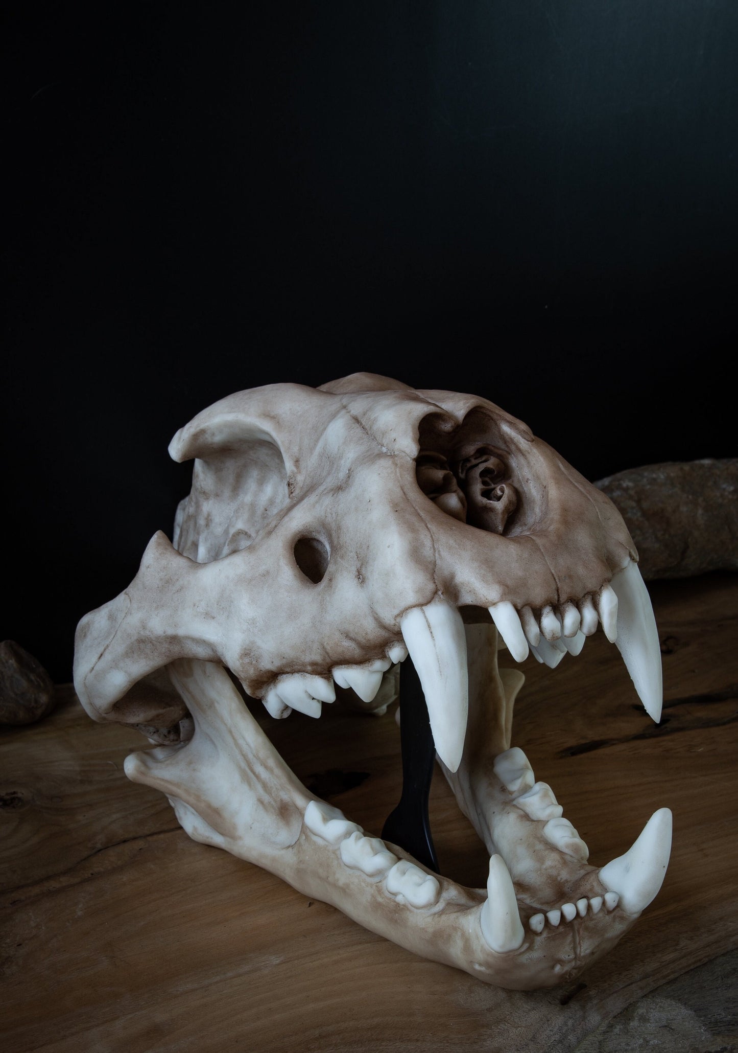 Adult Lion Skull Replica – Large Life-Sized Display Piece