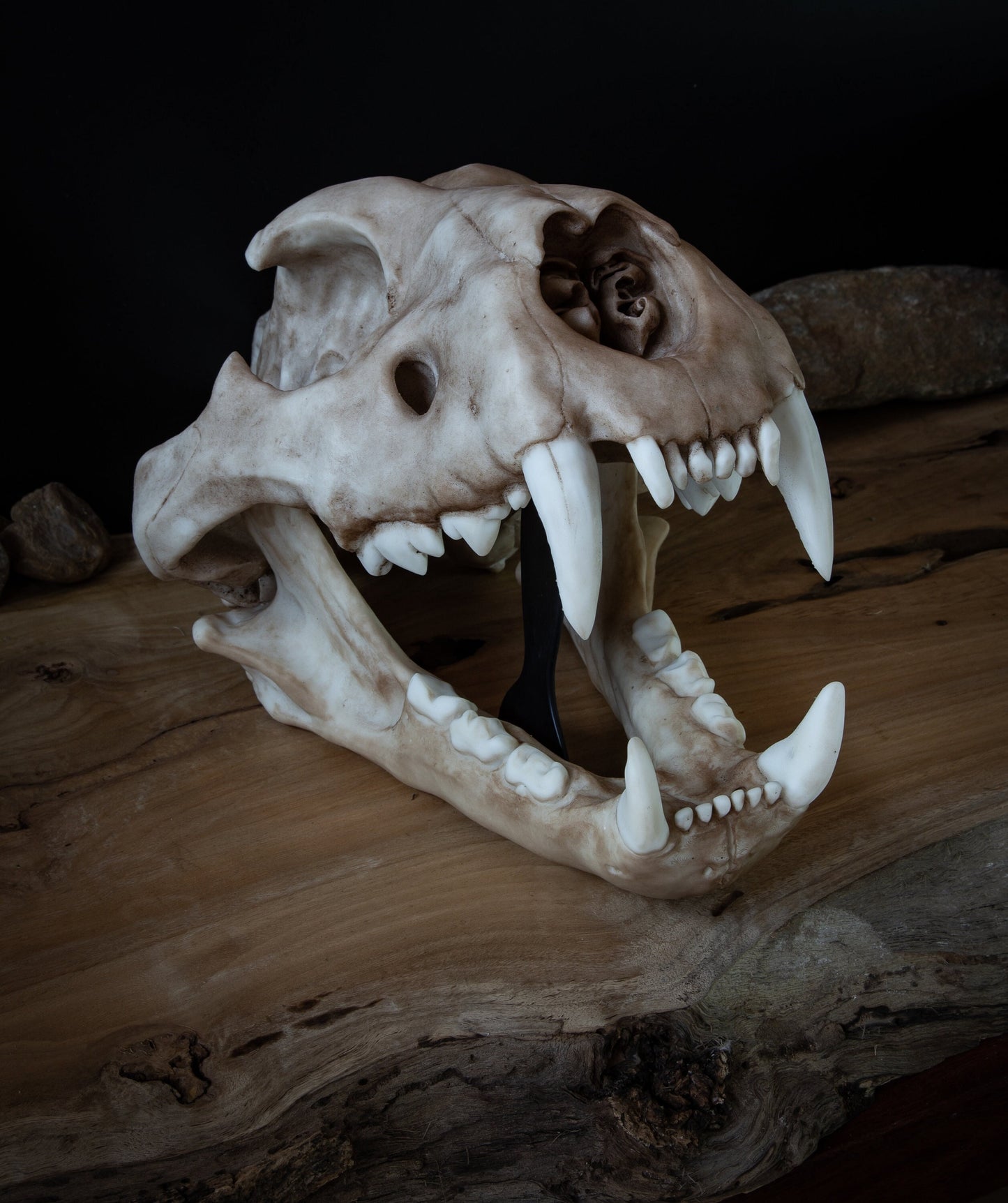 Adult Lion Skull Replica – Large Life-Sized Display Piece